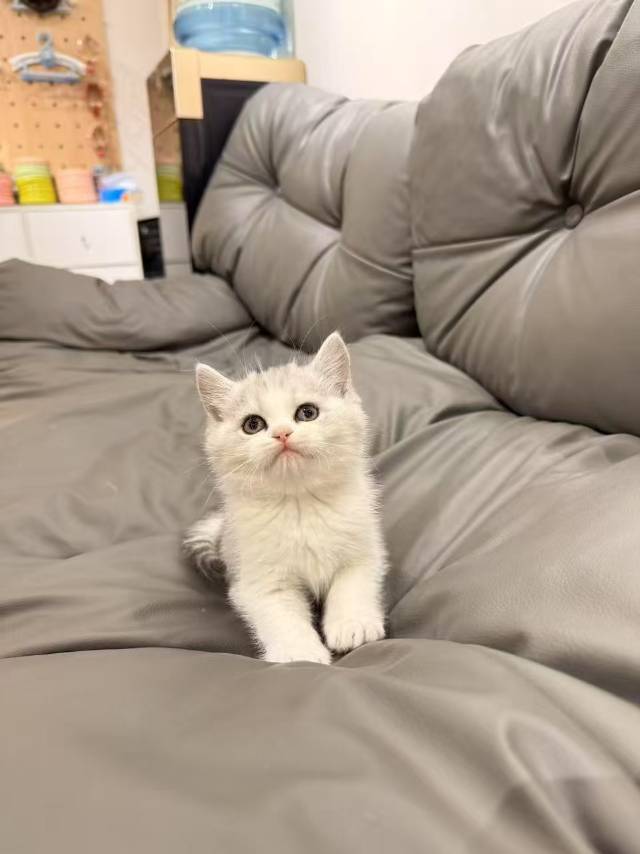 家里的小猫好可爱哦ヾﾉ≧∀≦)o