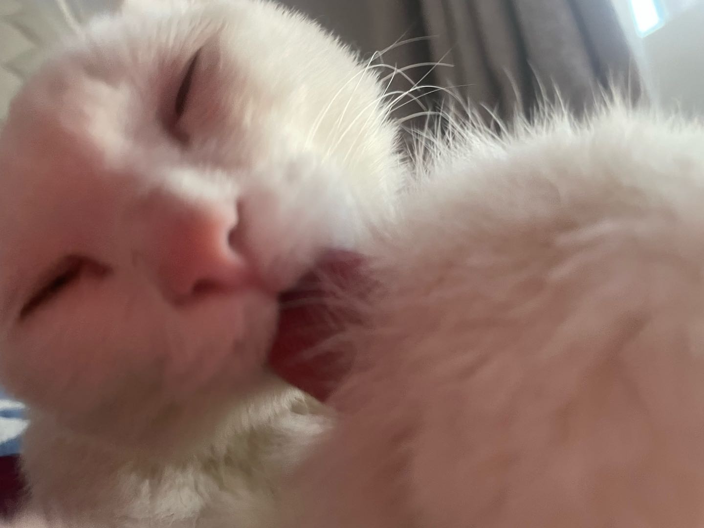 上门喂猫狗 遛狗