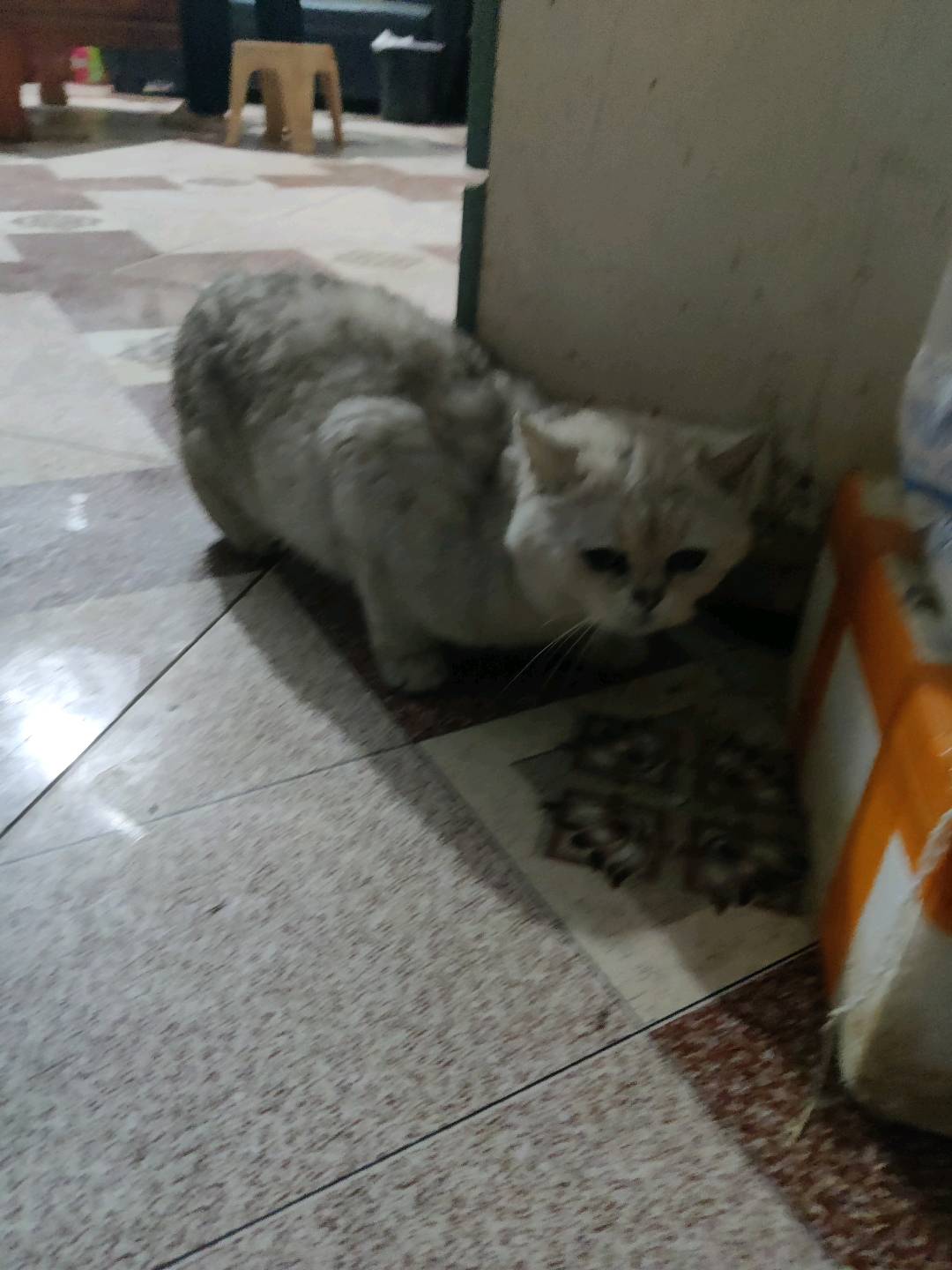 猫猫银渐层