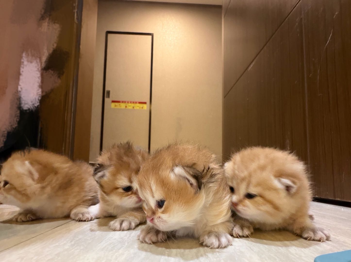 四只可爱的长毛金渐层弟弟妹妹都有，自己家猫咪生的，家养干净健康～寻找爱他们的主人～