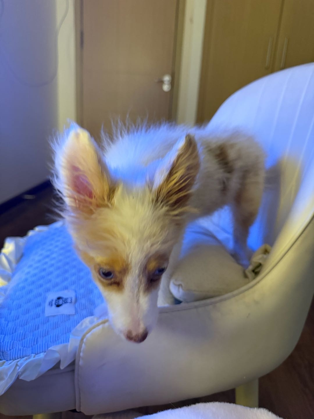 狗狗萌宠档案