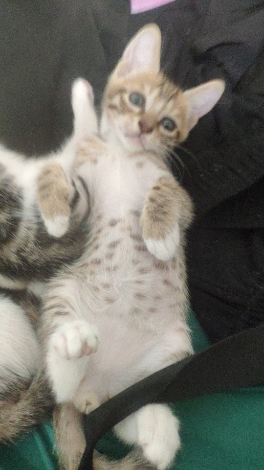 一只小公猫家里猫太多了，很活泼