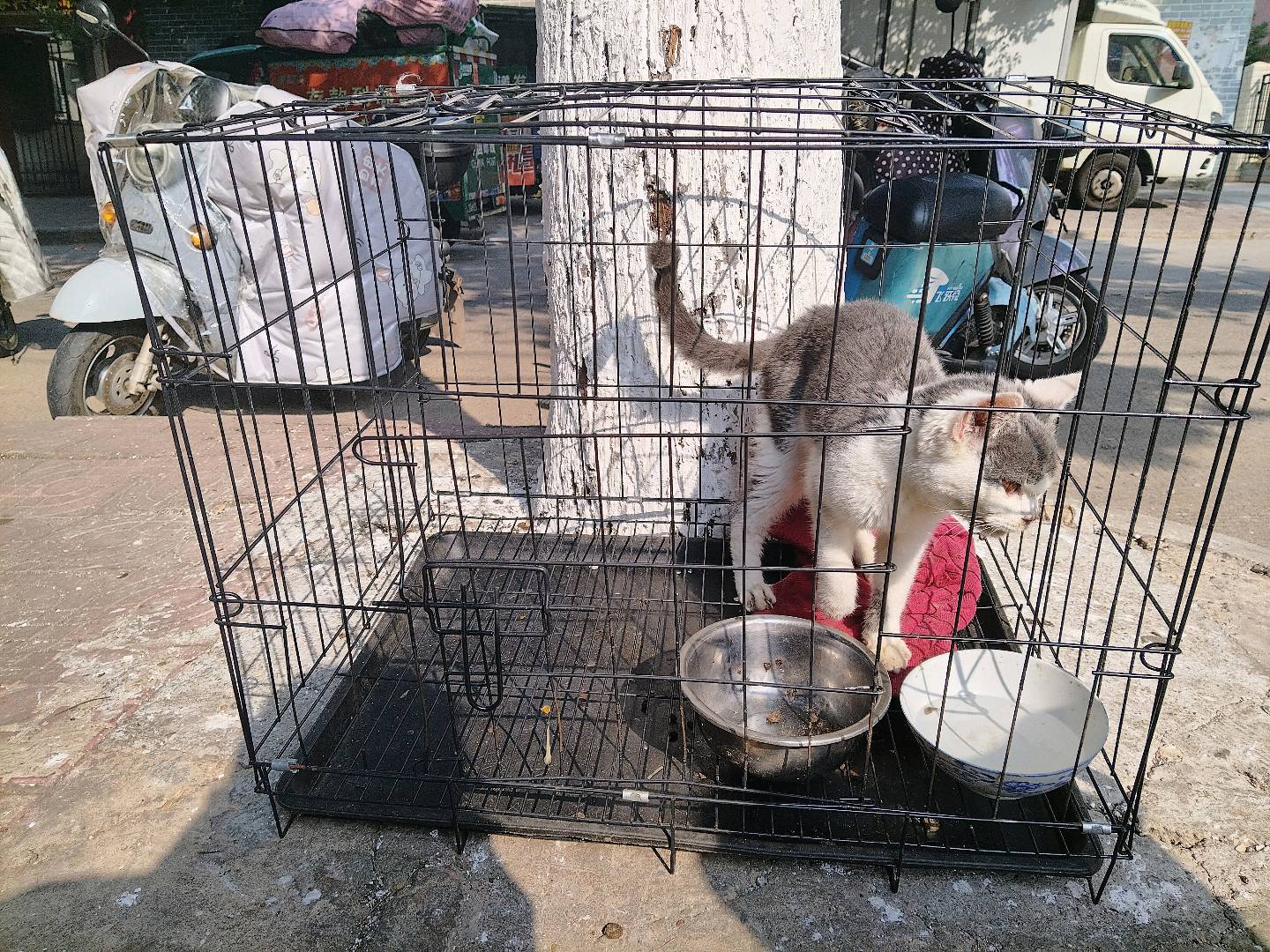 猫猫其它