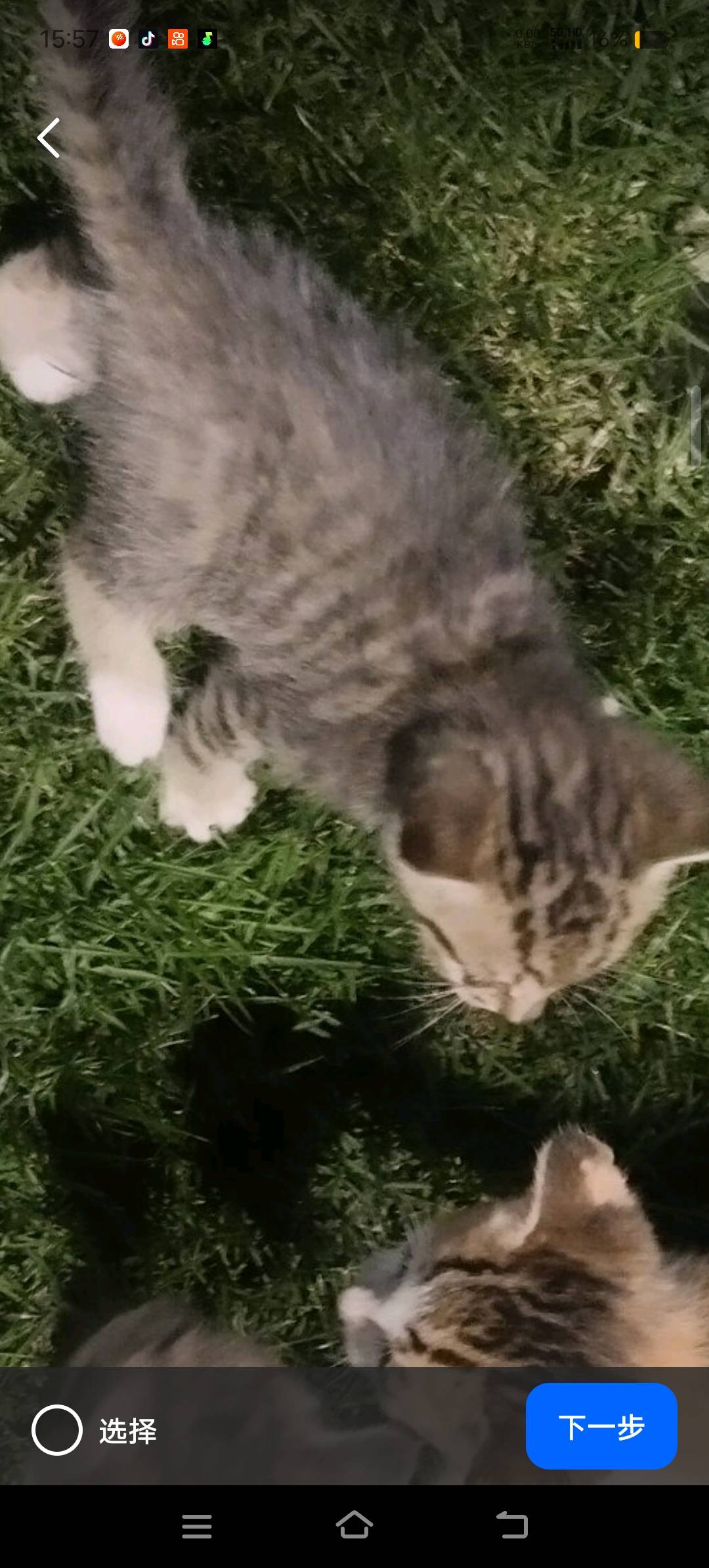 猫猫萌宠档案