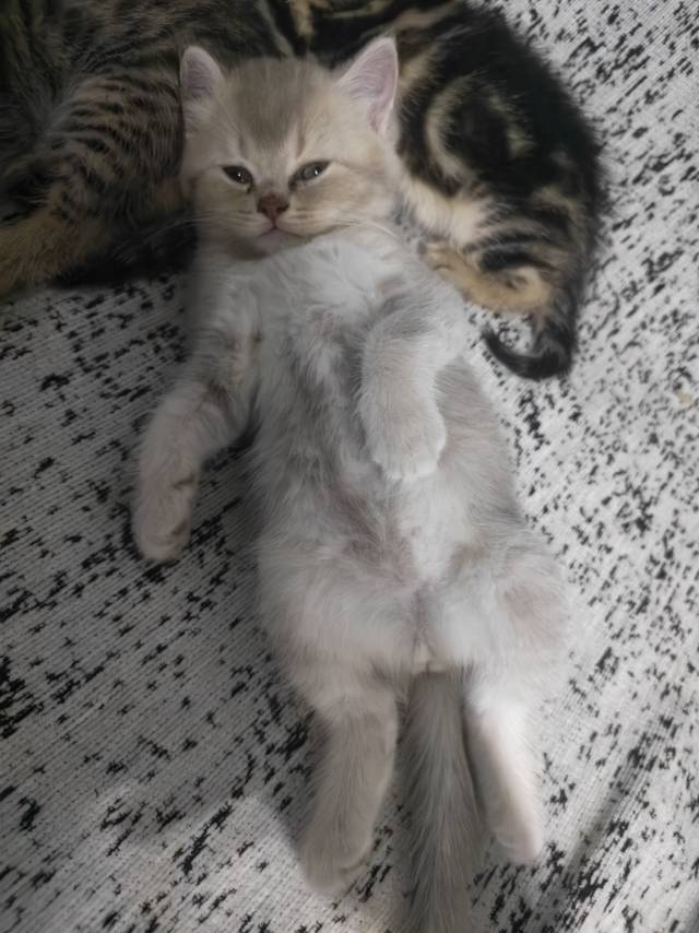 出一只蓝金幼崽，已经可以吃猫粮了，性格活泼