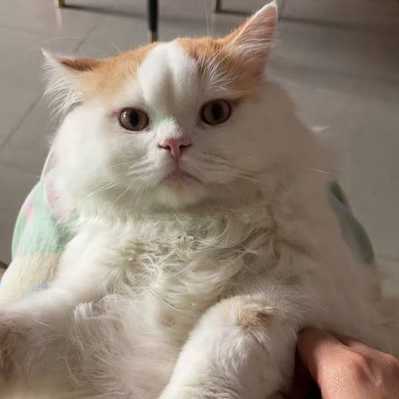 猫猫萌宠档案