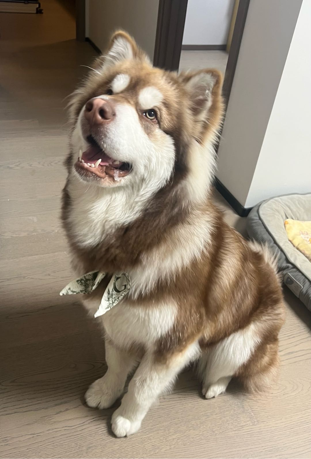 狗狗萌宠档案