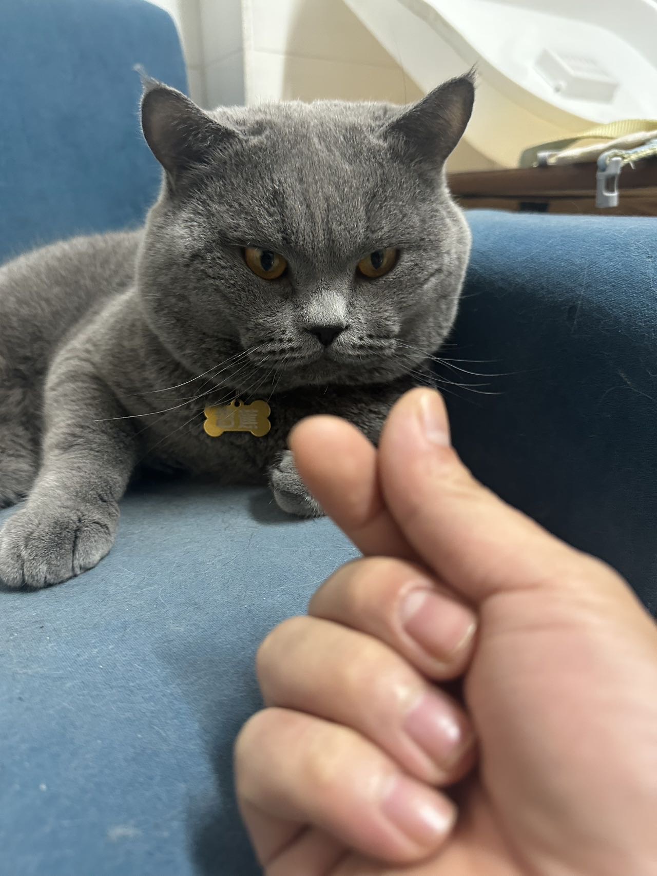 因个人原因要去异地小猫出售买一送一，*60送猫砂盆七七八八，南宁自取也可以，两只猫都很乖