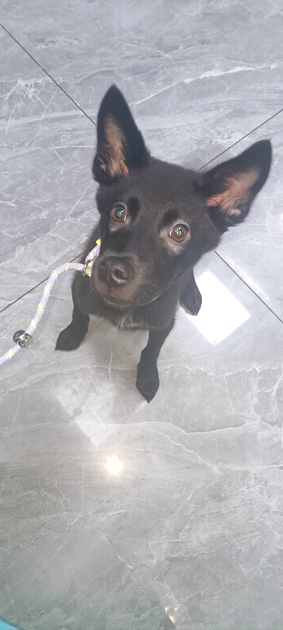 狗狗中华田园犬
