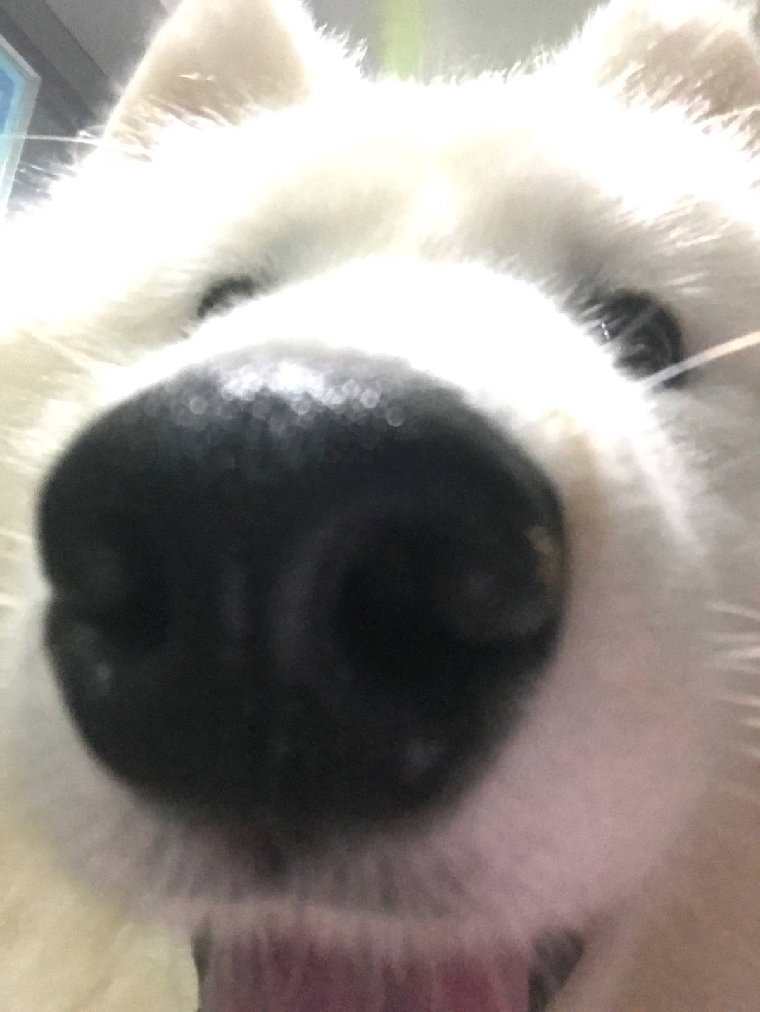 接上门喂养宠物