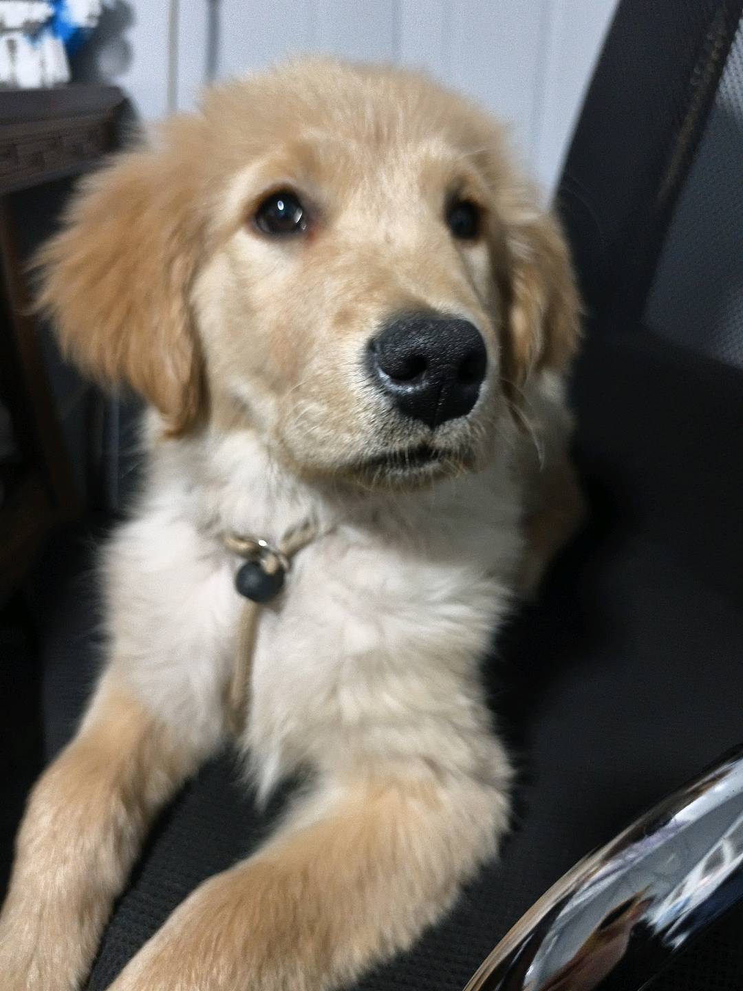 狗狗金毛犬