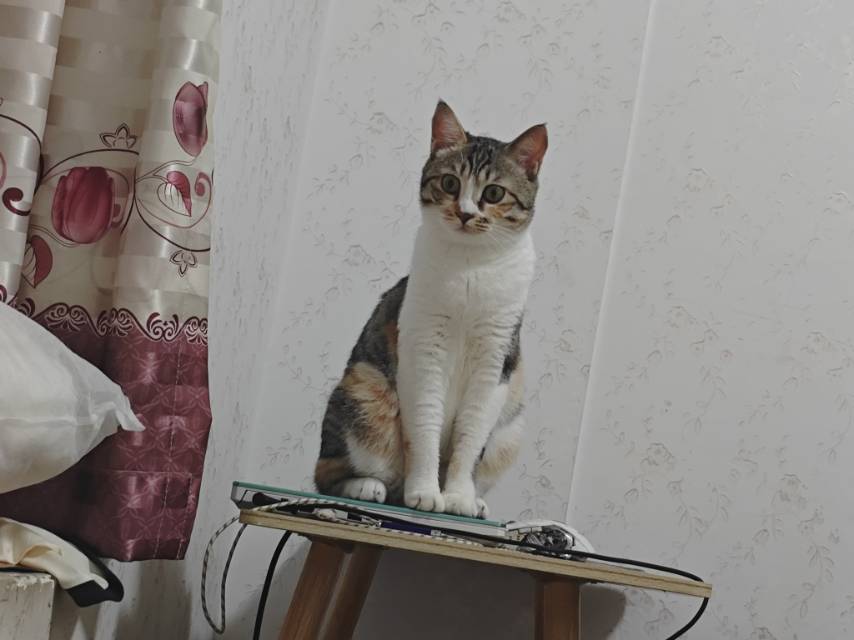 猫猫萌宠档案