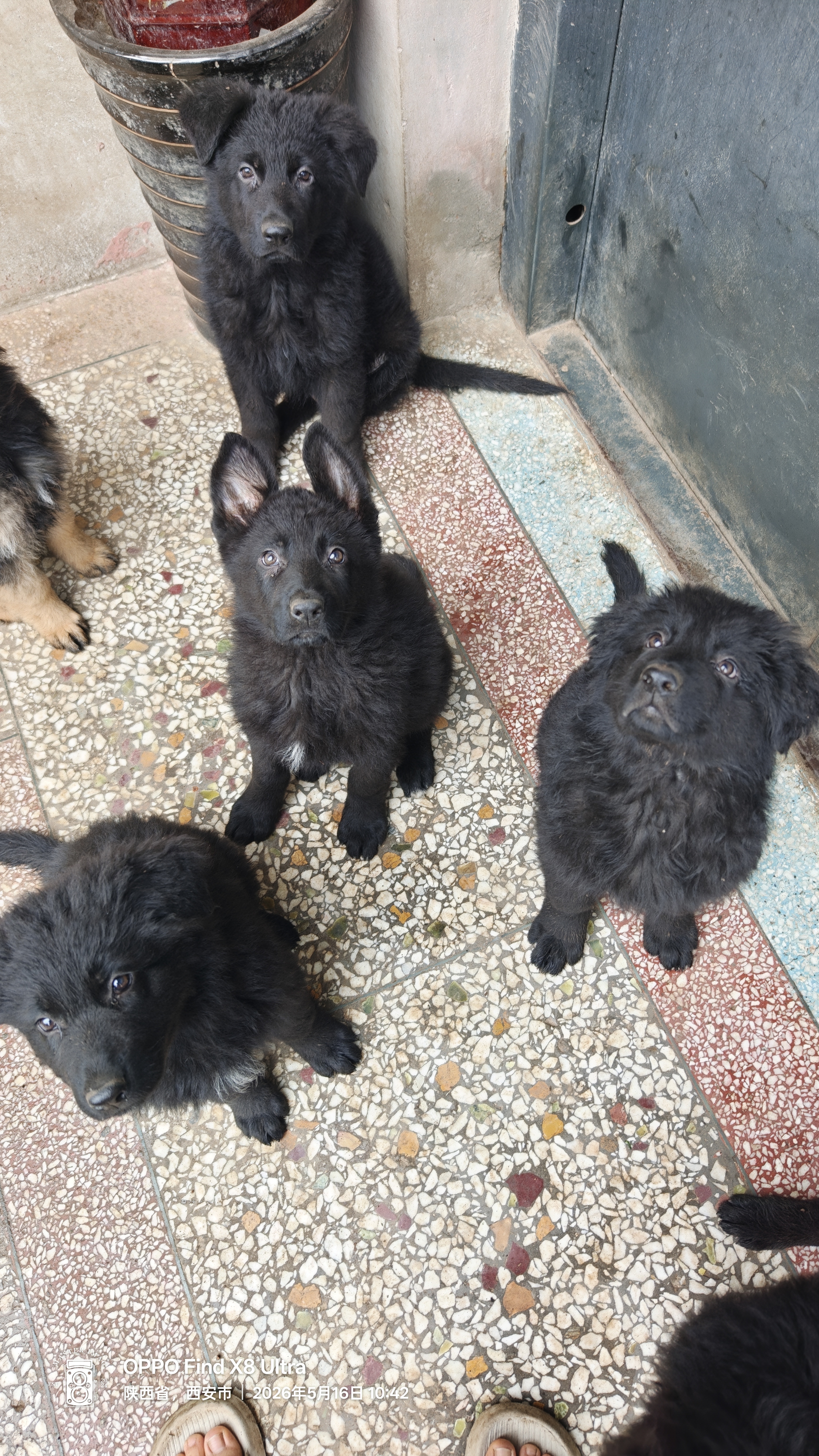 狗狗德国牧羊犬