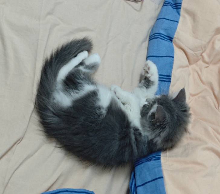 猫猫萌宠档案