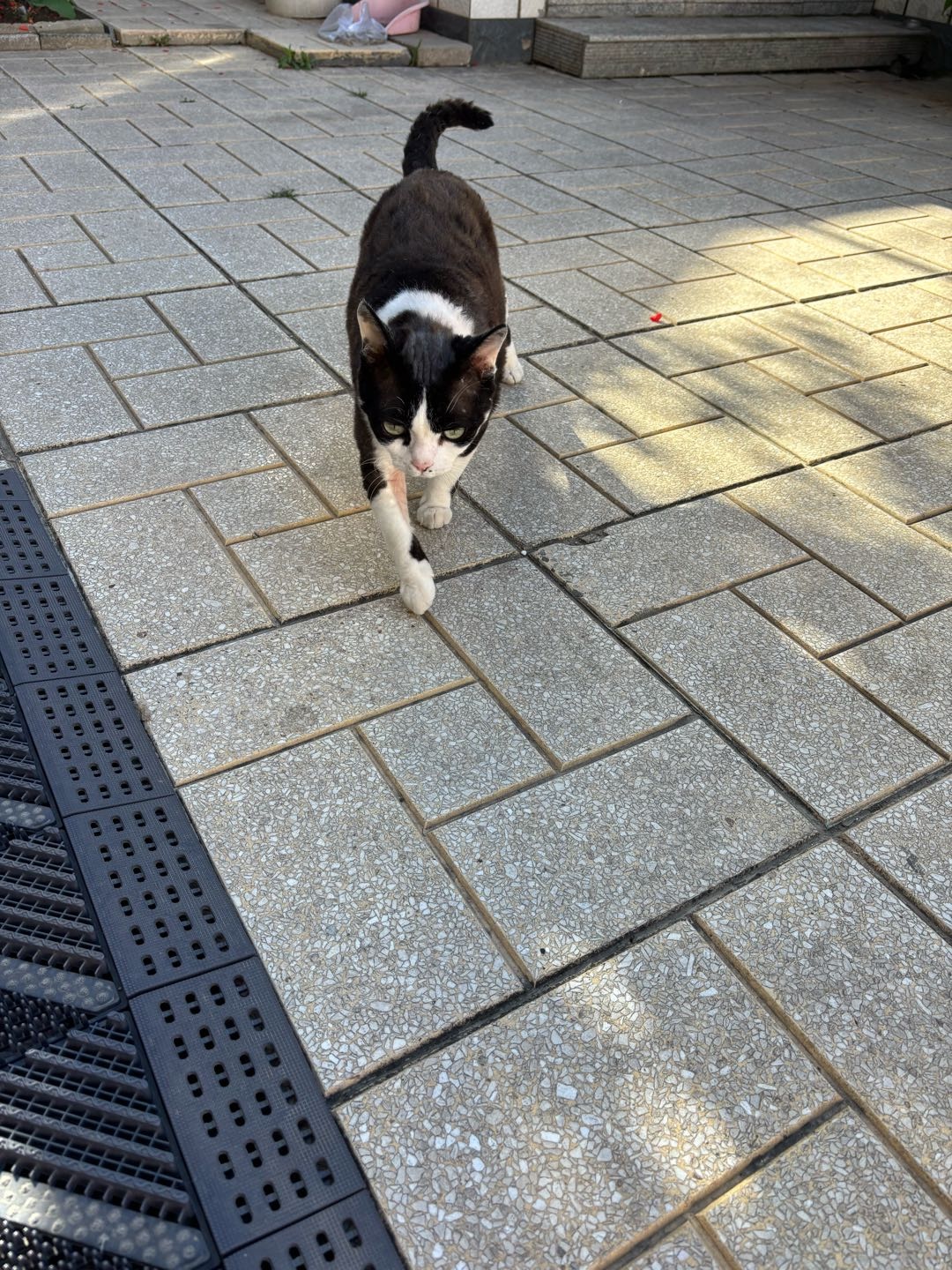 猫猫德文卷毛猫