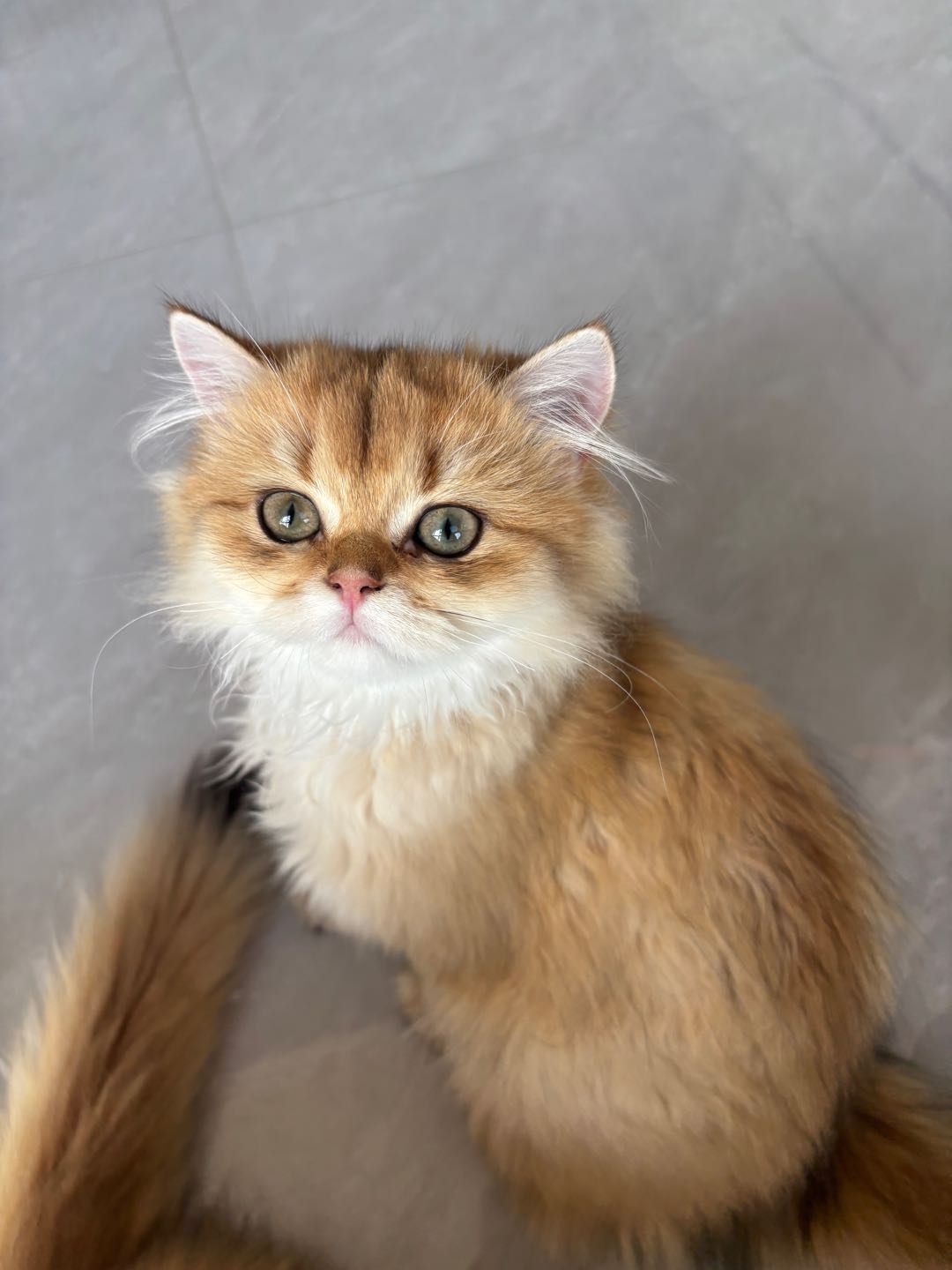 自家繁殖小猫咪，健康活泼，性格超粘人，会用猫砂，已经会吃猫粮啦～

家里猫太多，实在养不过来，想给它找个有爱心的新主人