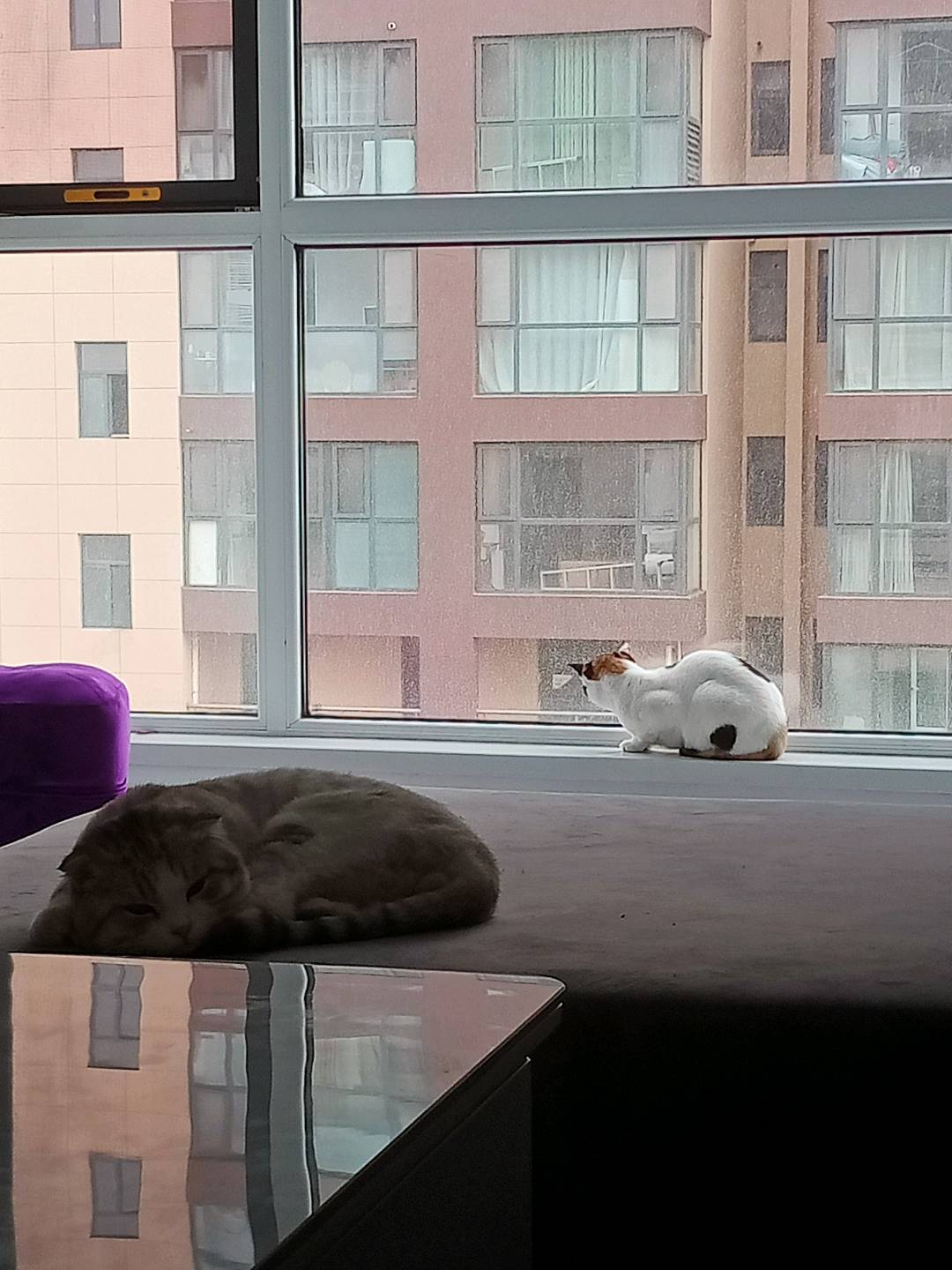 本人家里有三只猫,有需要上门喂猫的可以联系我哟,全程录视频,价格私下聊,山东青岛泊里镇附近的