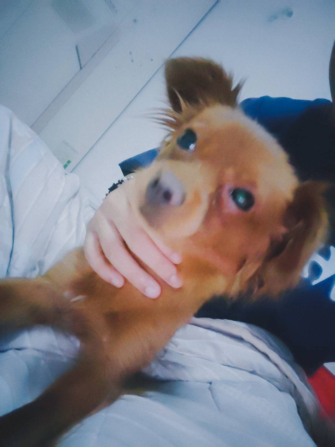 狗狗博美犬