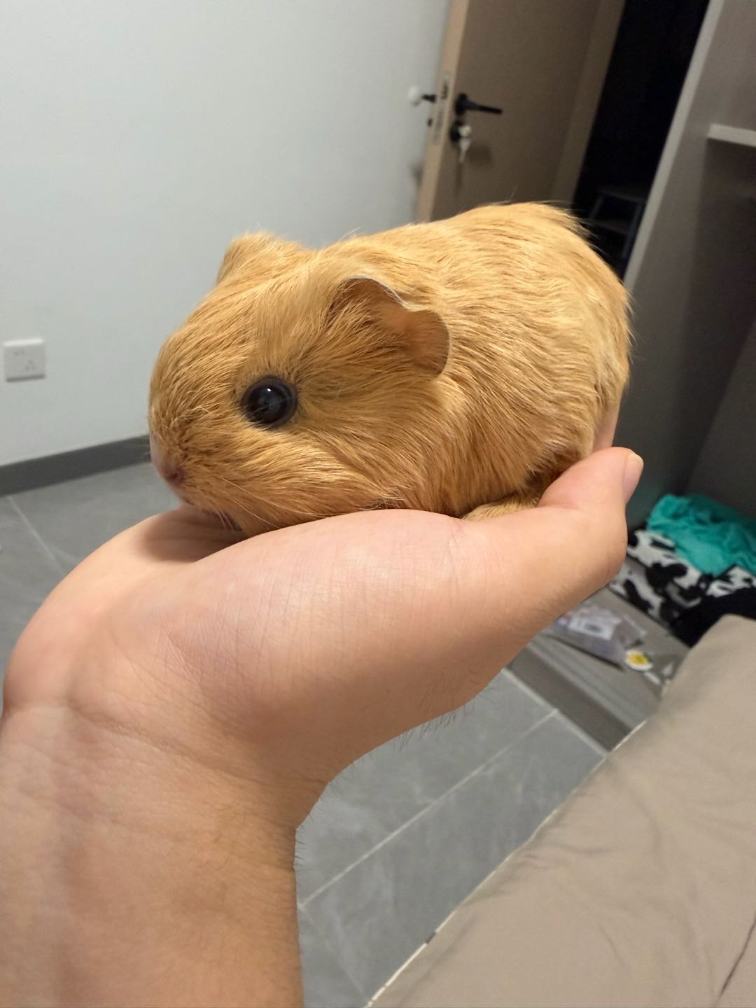 狗狗萌宠档案