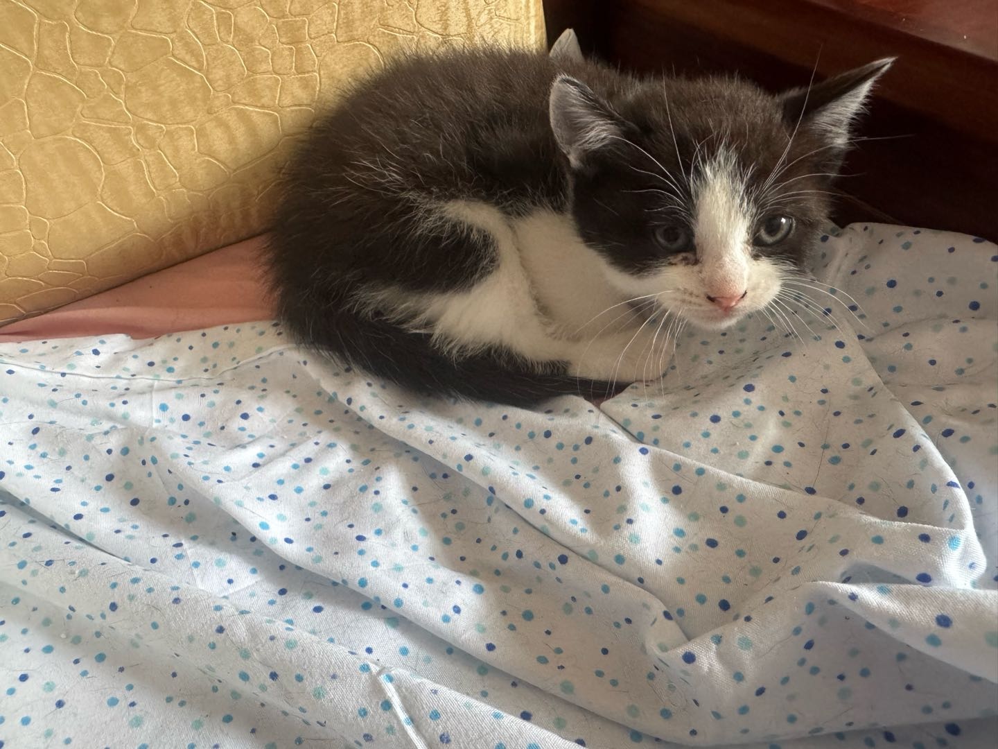 有只小猫猫，我没有很多精力养它，能不能找个好人家养它，我已经养了很多只猫了，同城得上门拿猫，浙江省嘉兴市桐乡市，在濮院，才45天的小猫咪，已经可以喝水，吃猫粮了，想要的猫咪可以多来买啊，100到*00之间