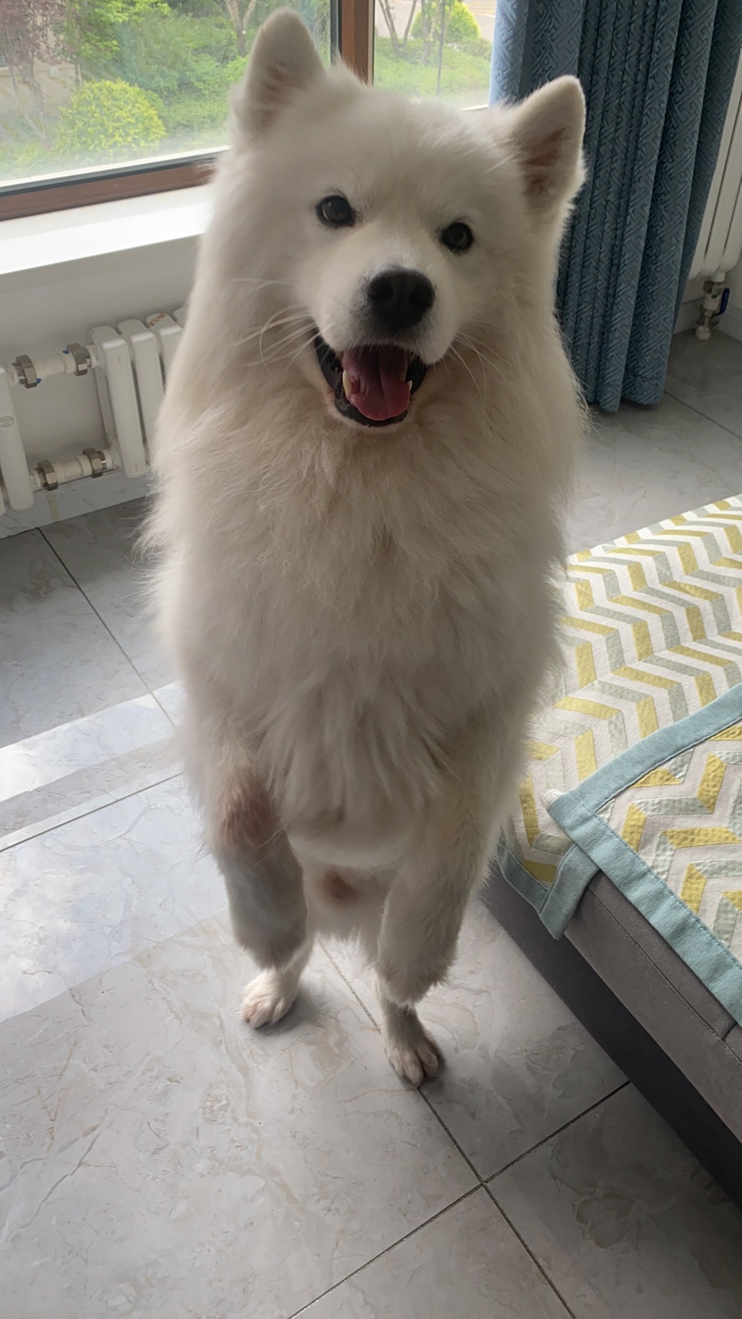 #宠物喂养#
上门喂/流猫，喂/遛狗服务 喂养关介绍：男生住哈尔滨 可以在哈尔滨市区遛狗服务/需要的可以…..滴滴 


节假日帮忙上门遛狗，喂猫。狗狗**标准