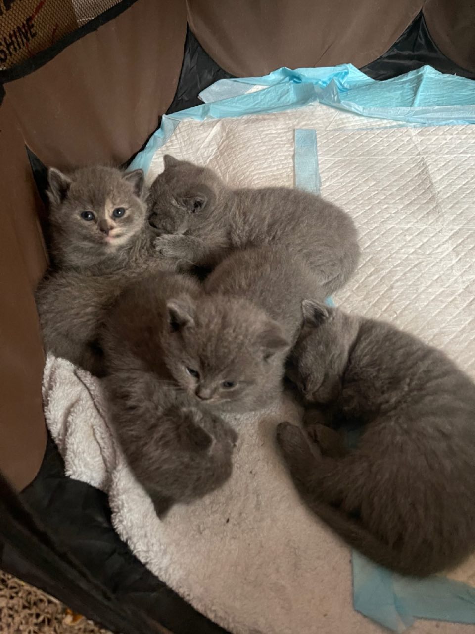 自家的猫生了六只猫咪，公母都有，为矮脚蓝猫和蓝猫，猫咪出生3月**日现在豆满月回怕我会跳了，猫咪嗷嗷肥，非常可爱，现在寻找爱猫人士，希望你对猫负责，猫贩子勿扰，自己家养的包健康，上海地区可以上门或者视频看猫，只能上海地区的哦，我的V是haohao**9067，电话**8***36365，可以发信息给我，非诚勿扰，价格800到**00之类，欢迎爱猫人士来咨询，