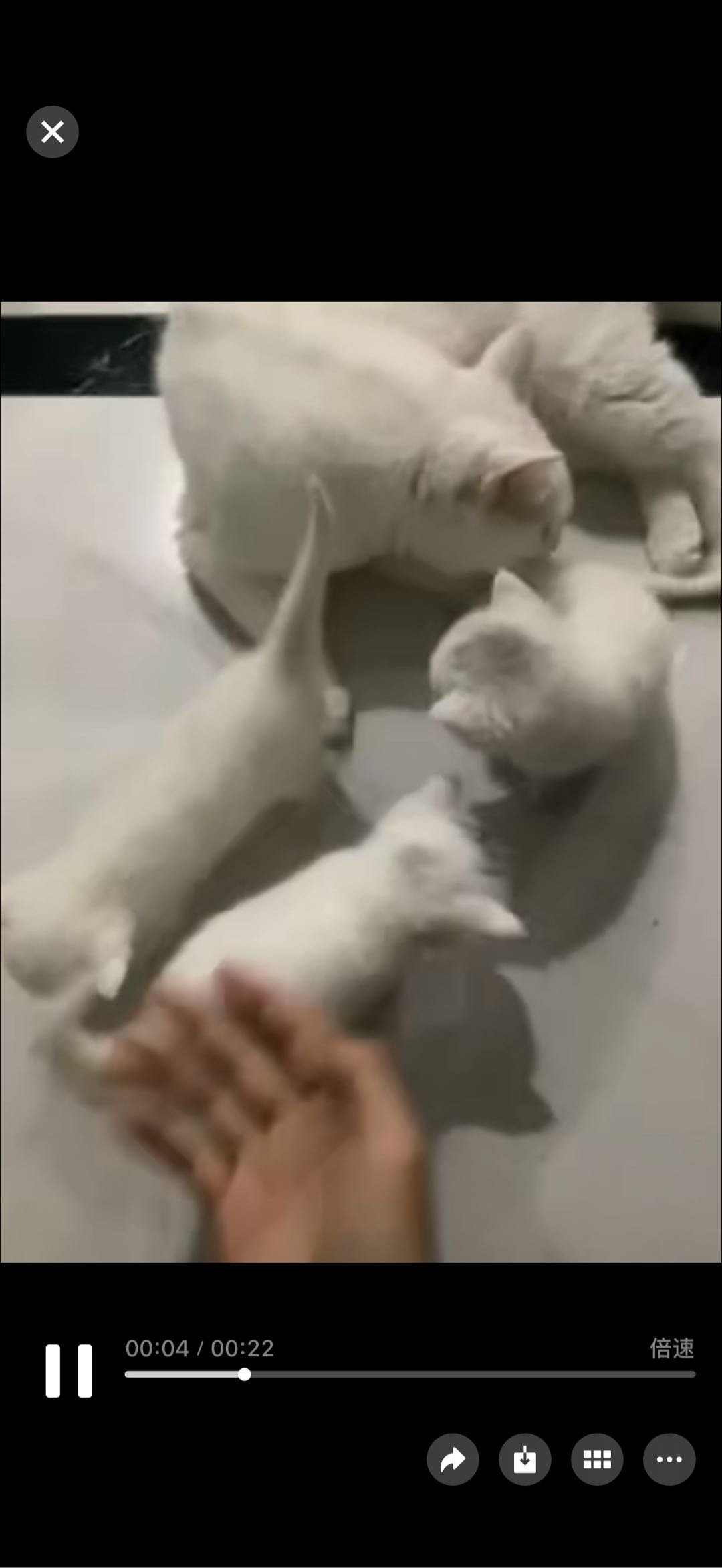 猫猫其它