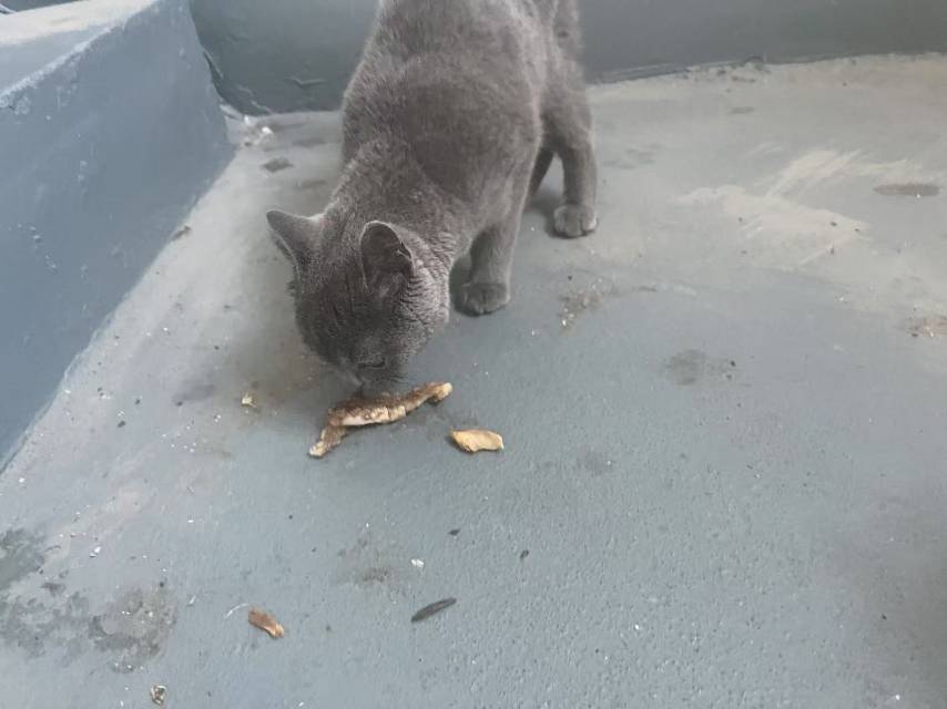 暂时养着的小区楼道里的流浪猫，让摸让抱性格好家里养了3只猫不方便养。