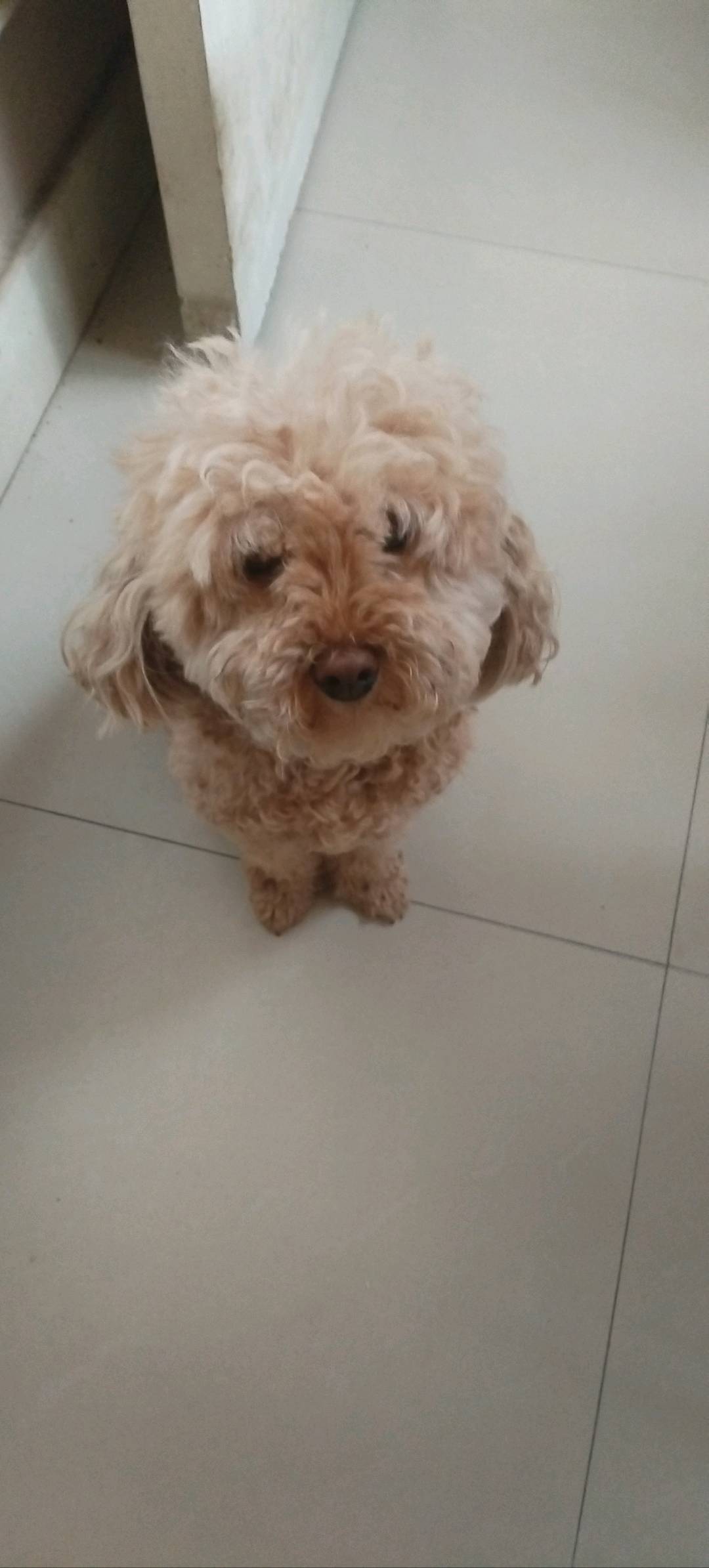 狗狗泰迪犬