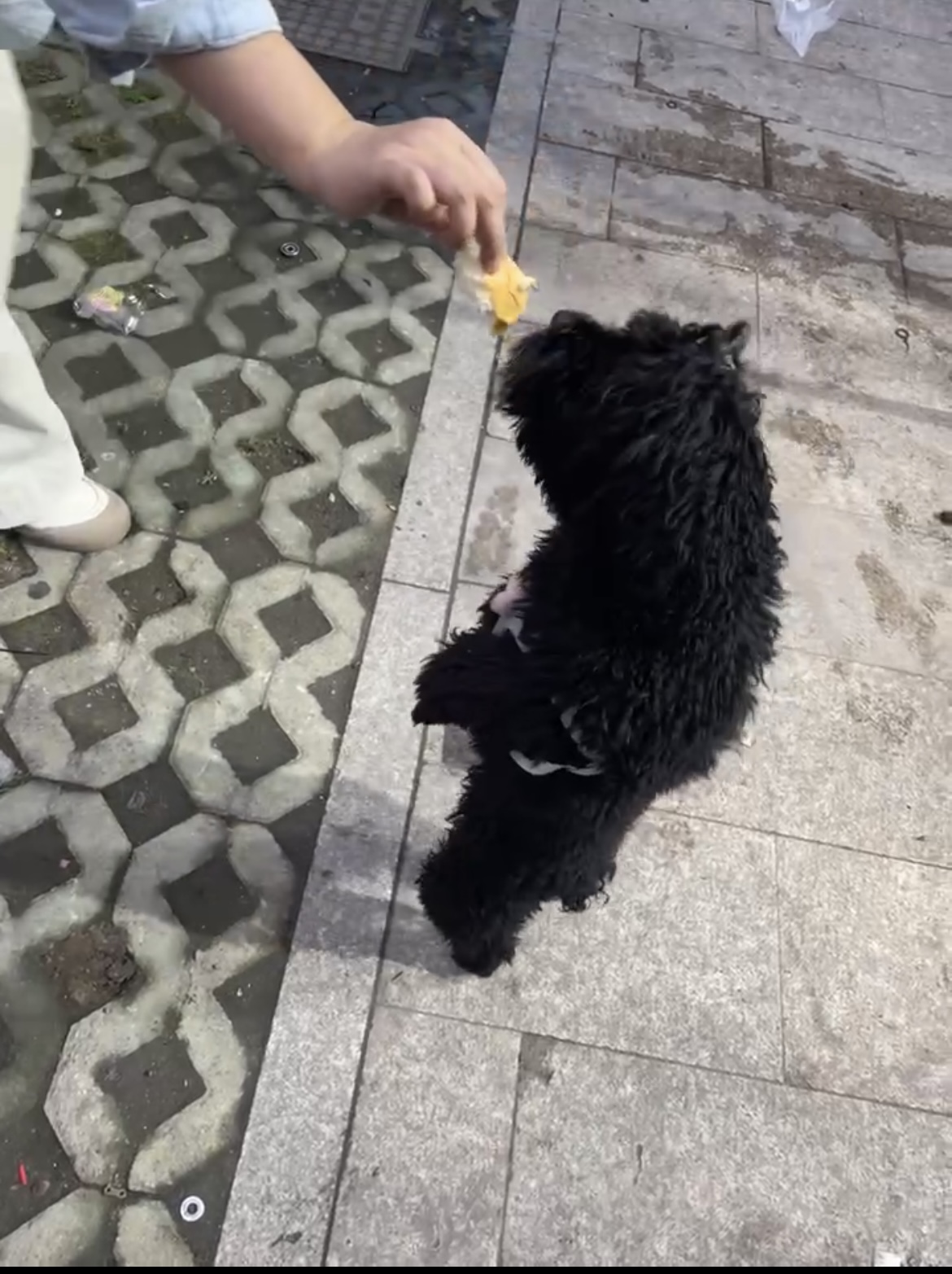 黑泰迪公狗，一岁疫苗打过来，性格聪明乖巧，上厕所不在家里和笼子拉，会自己出去上厕所，要上厕所的时候它会叫，本人因工作原因…