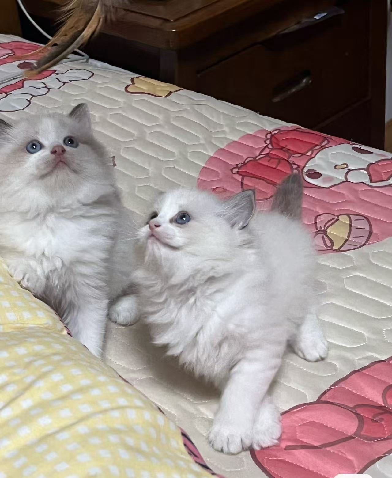 自家生的布偶猫 会吃猫粮会用猫砂  公母都有 小猫健康活泼 有意向的朋友私聊[呲牙][呲牙] 富阳的朋友可以送货上门