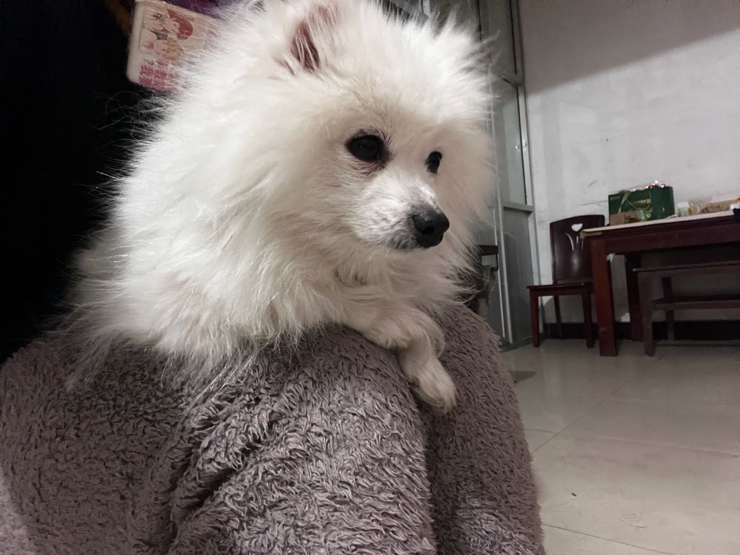 狗狗萌宠档案