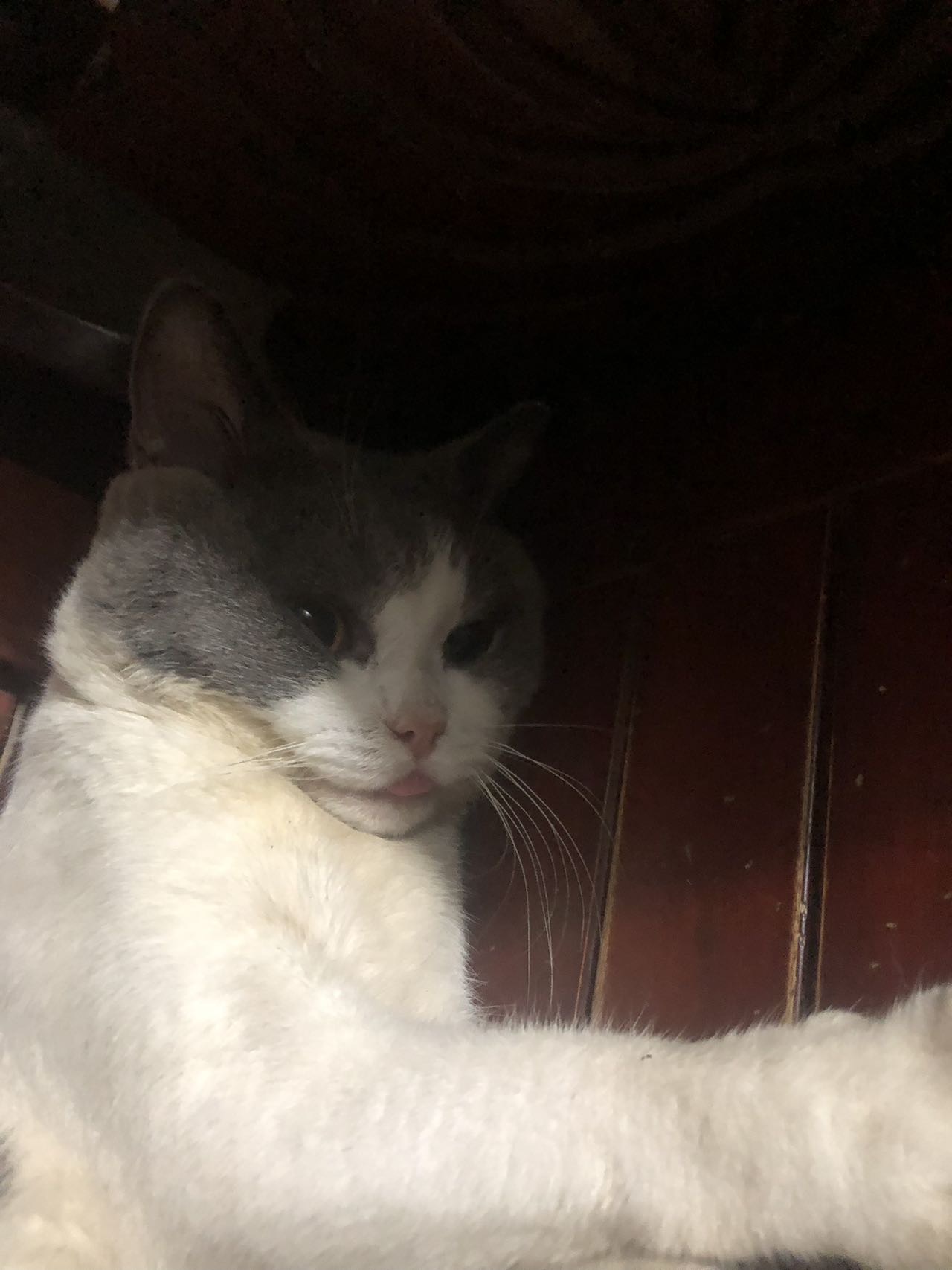宠物求助猫咪中毒手术要1千多