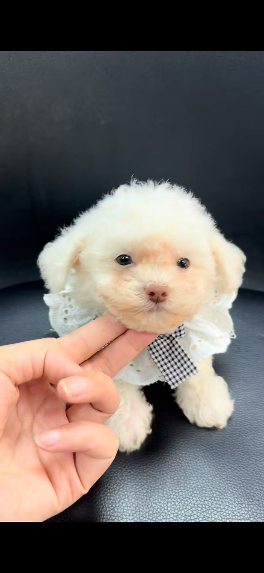 狗狗比熊犬