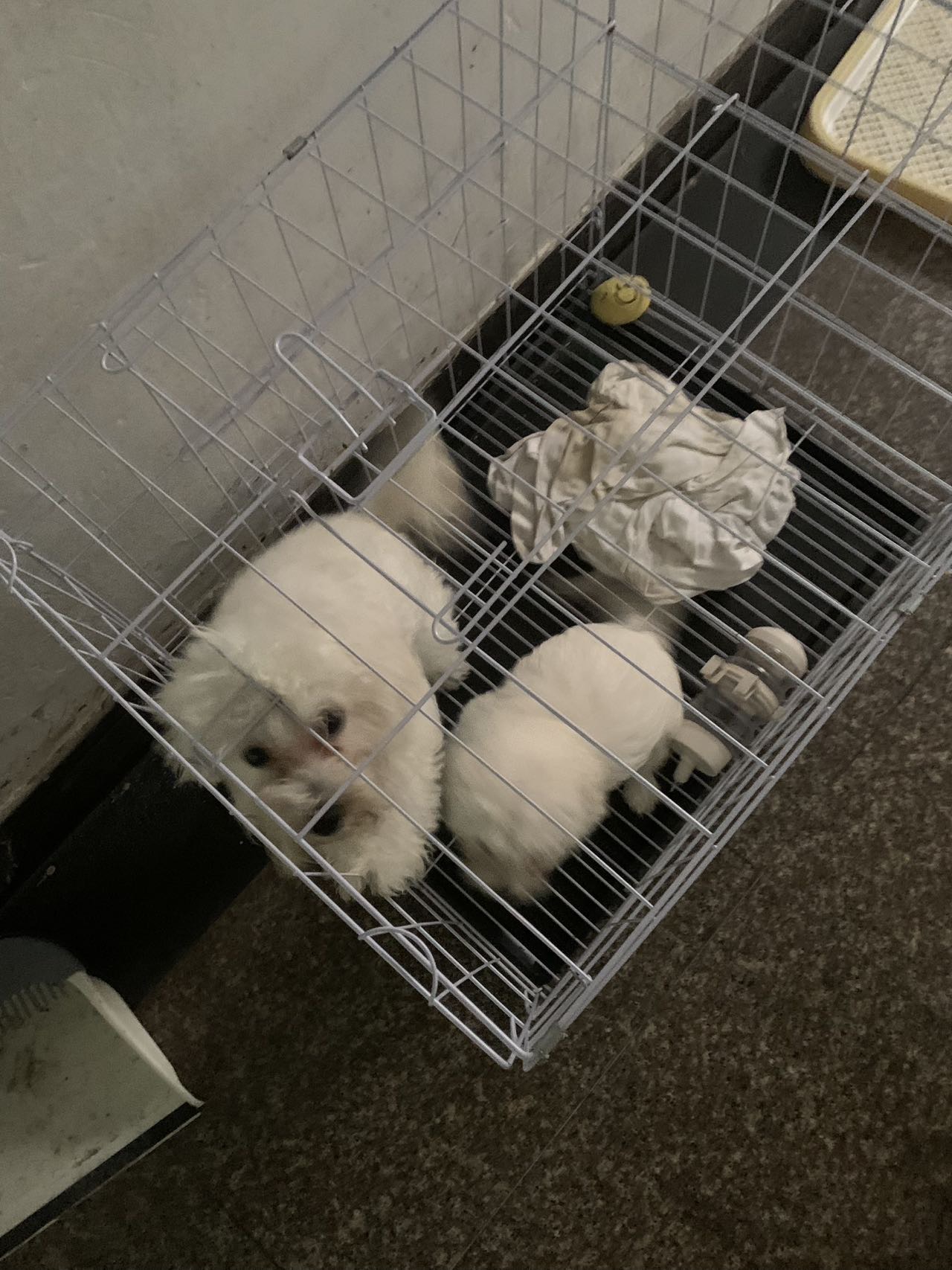 狗狗比熊犬