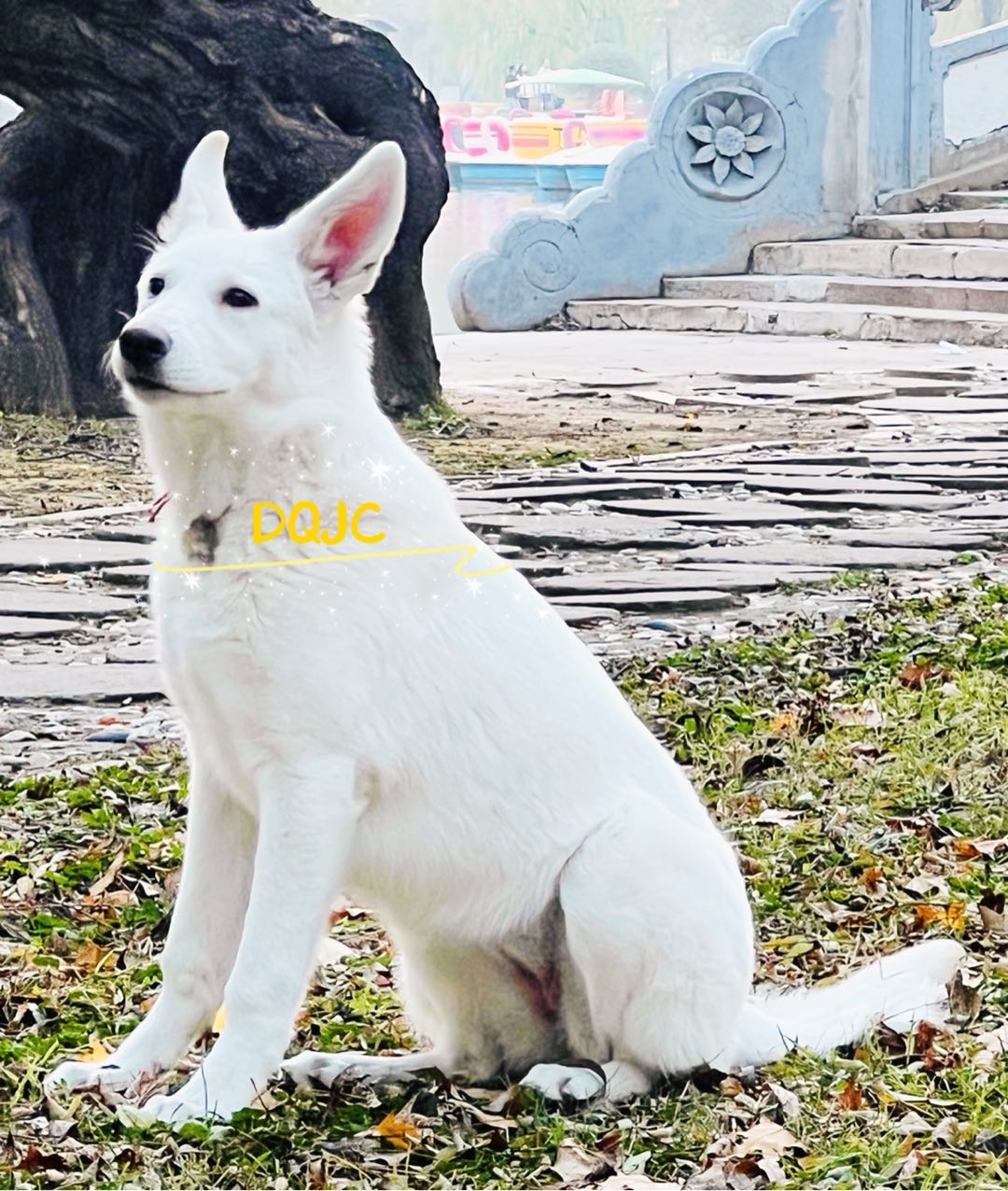 狗狗德国牧羊犬