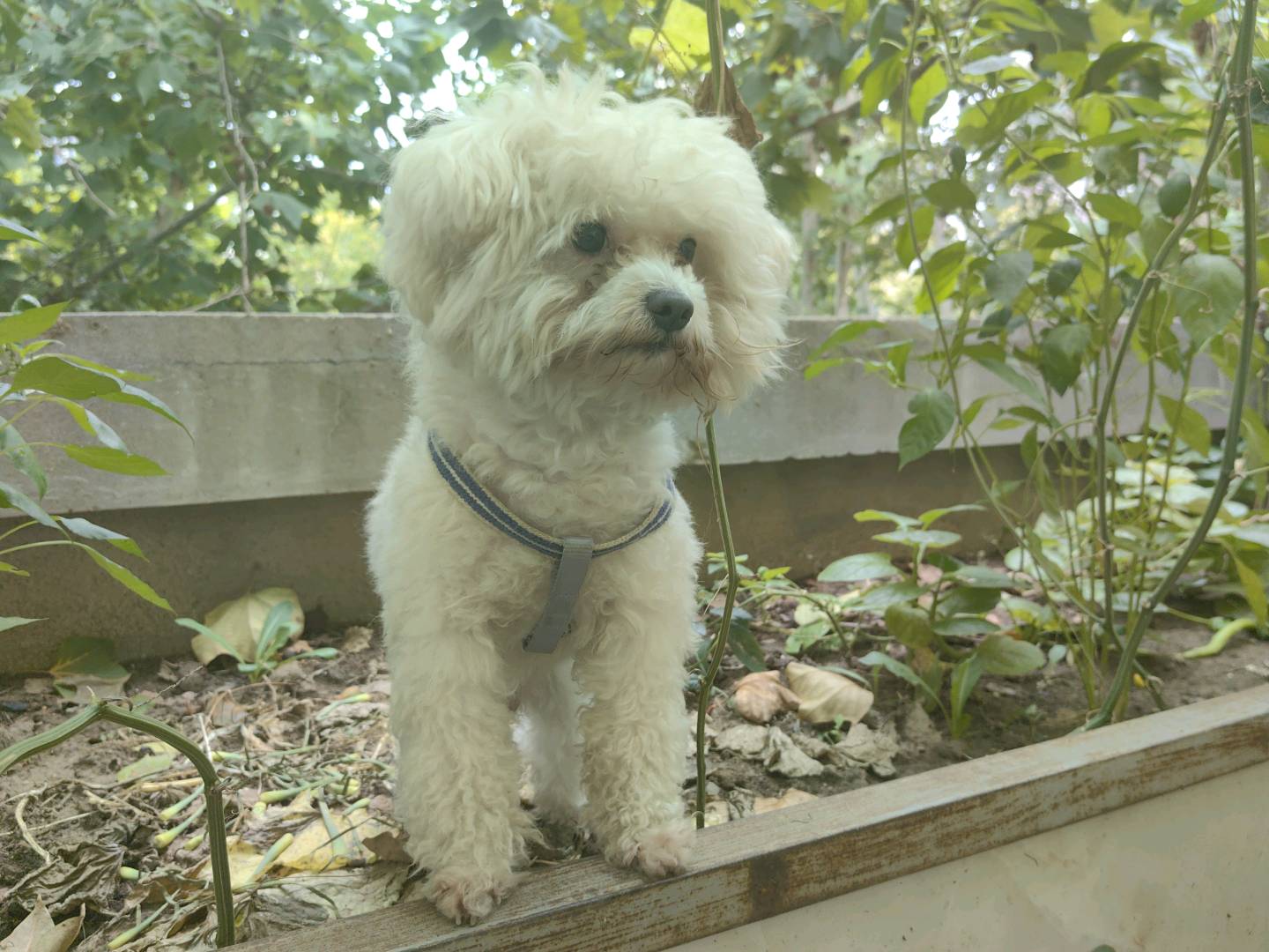 【济宁地区比熊弟弟配种优选】
自家饲养的比熊犬,品相端正、体态健康,已按标准完成全套疫苗接种,且拥有户口,确保健康无忧。现诚意寻觅济宁地区同样健康、疫苗齐全的优