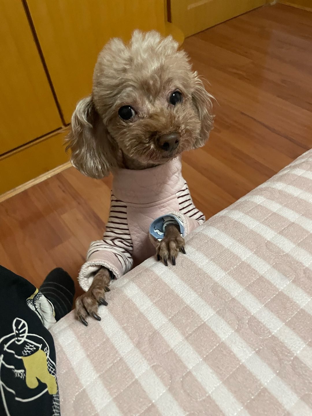 听话 胆子小 报恩的狗狗