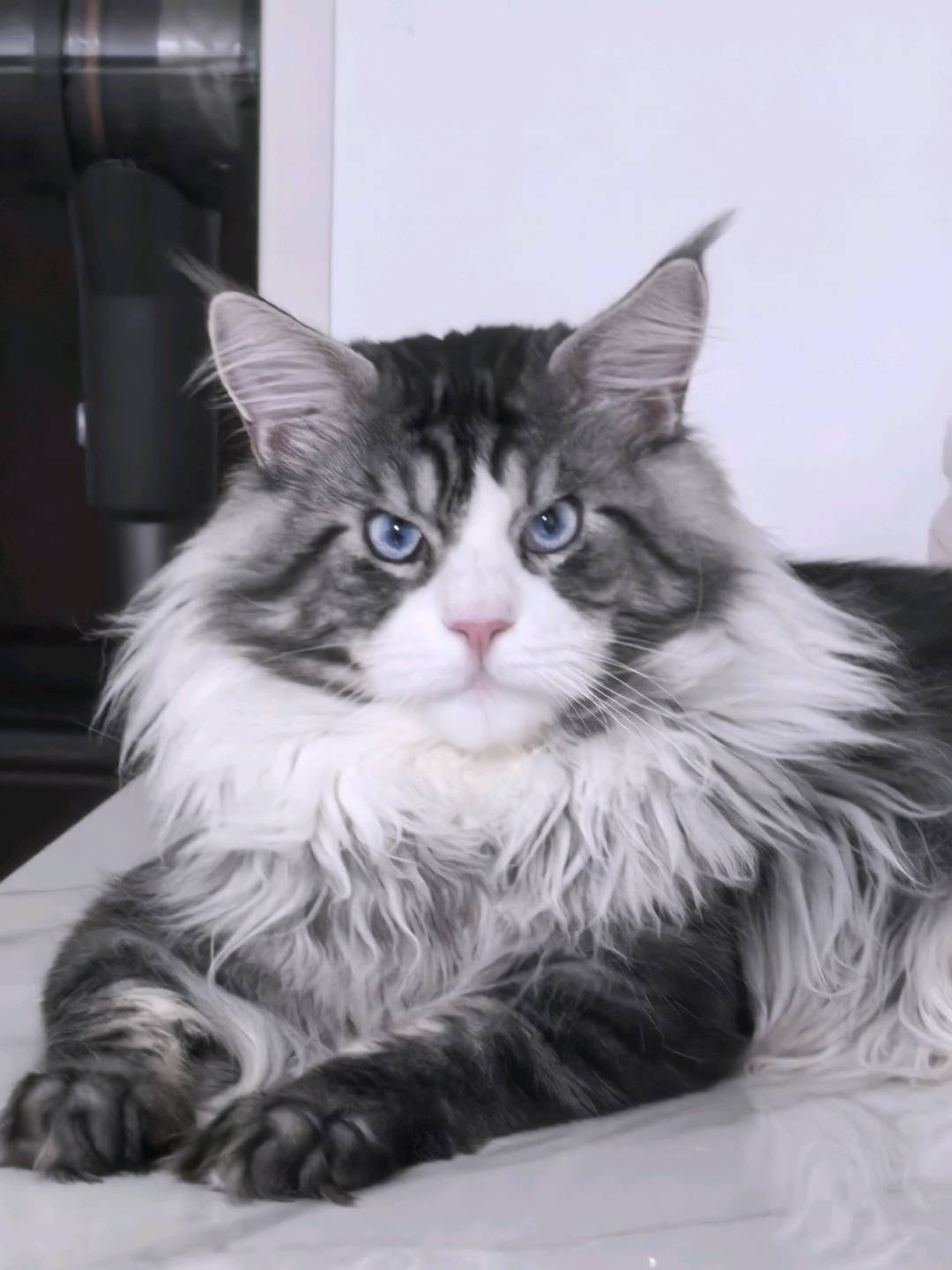 找人上门喂猫猫一天一次,常州钟楼区,星韵城
