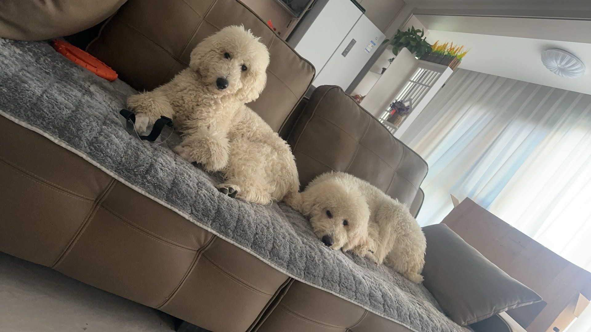 可以上门遛狗 喂猫