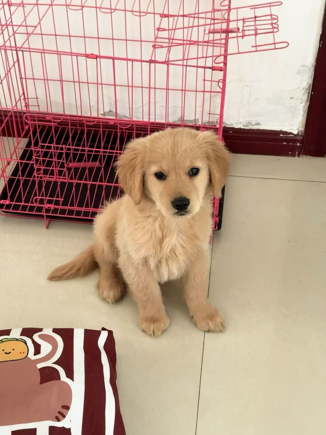 狗狗金毛犬