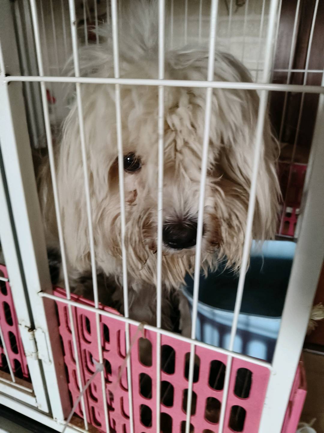 狗狗萌宠档案