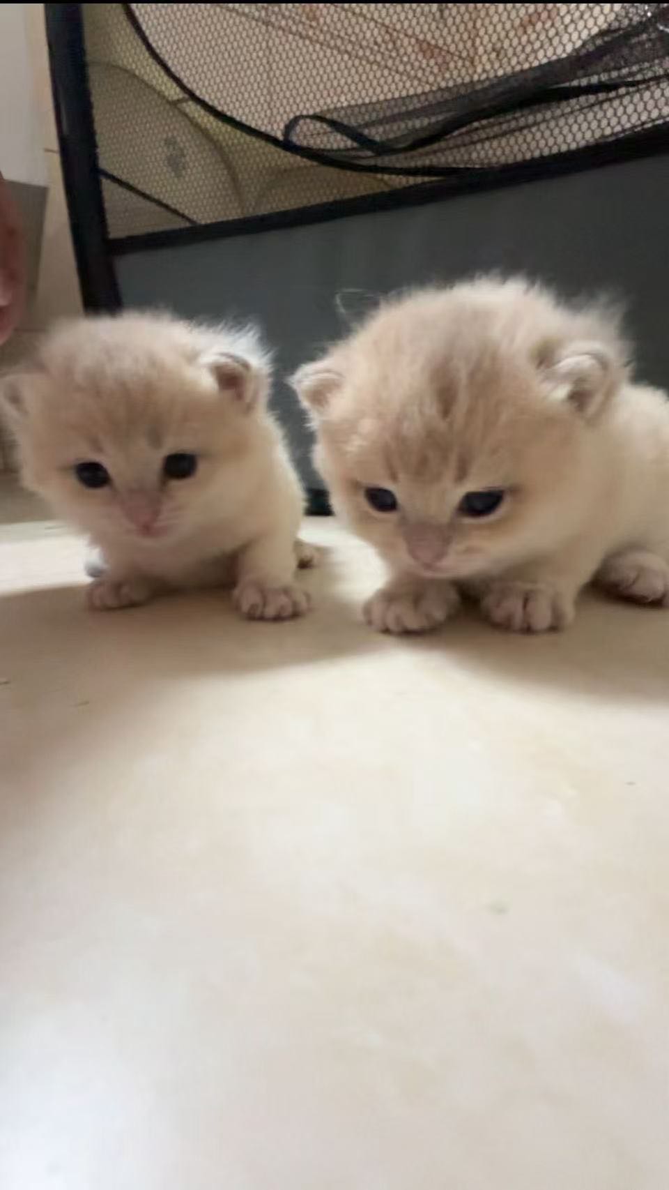 猫猫英国短尾猫
