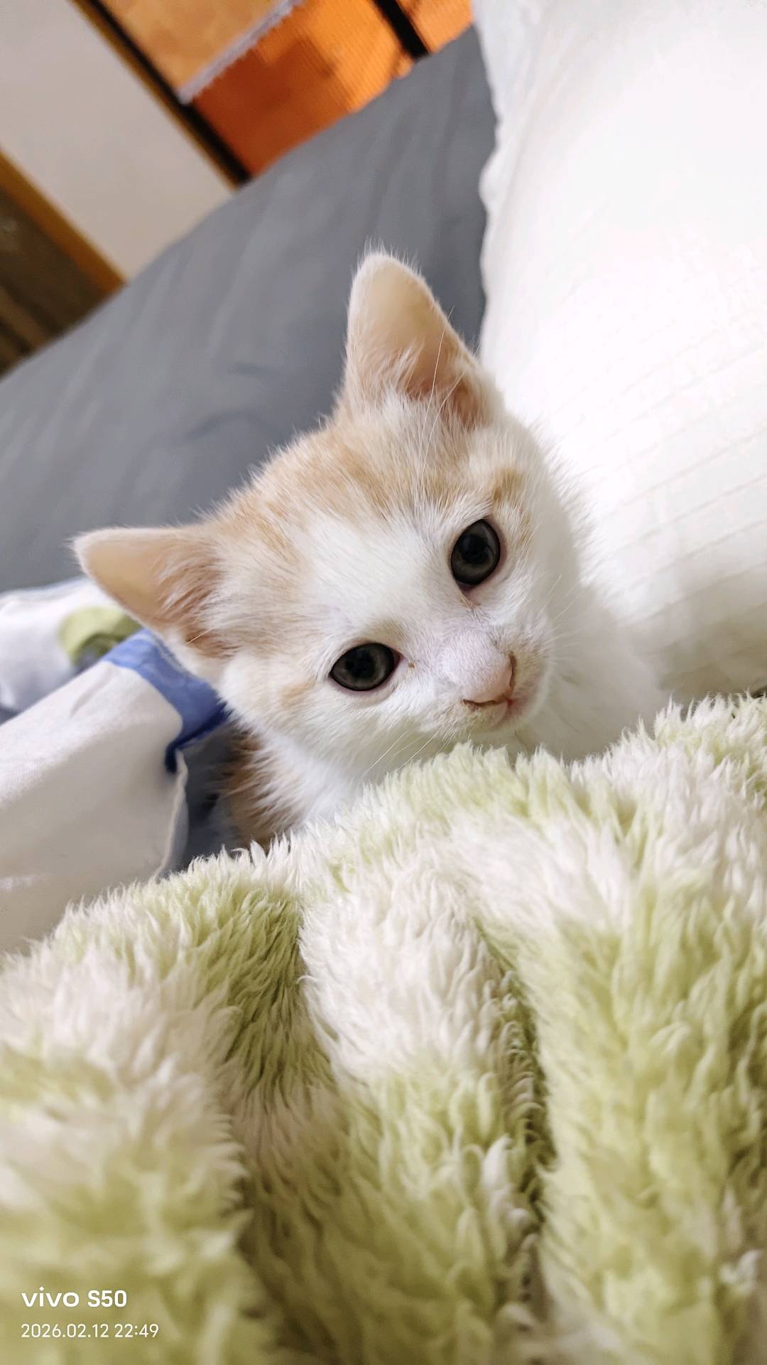 可上门喂养猫咪狗狗，还可以遛狗。都有喂养经验可放心