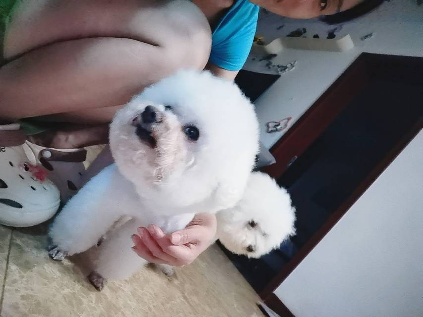 现在没人照顾了，上下铺狗粮，还有烘干机一起两只白色比熊1000。为什么要钱，因为你花了钱你才会珍惜。我这个人很实在有啥说…