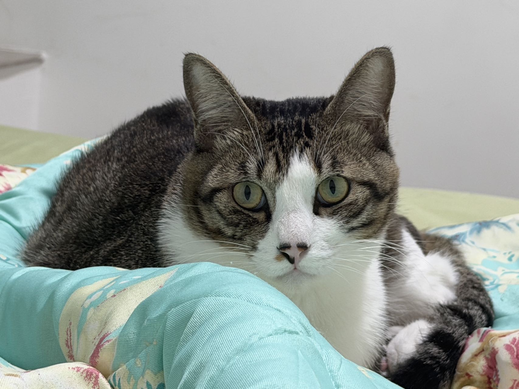 猫猫萌宠档案