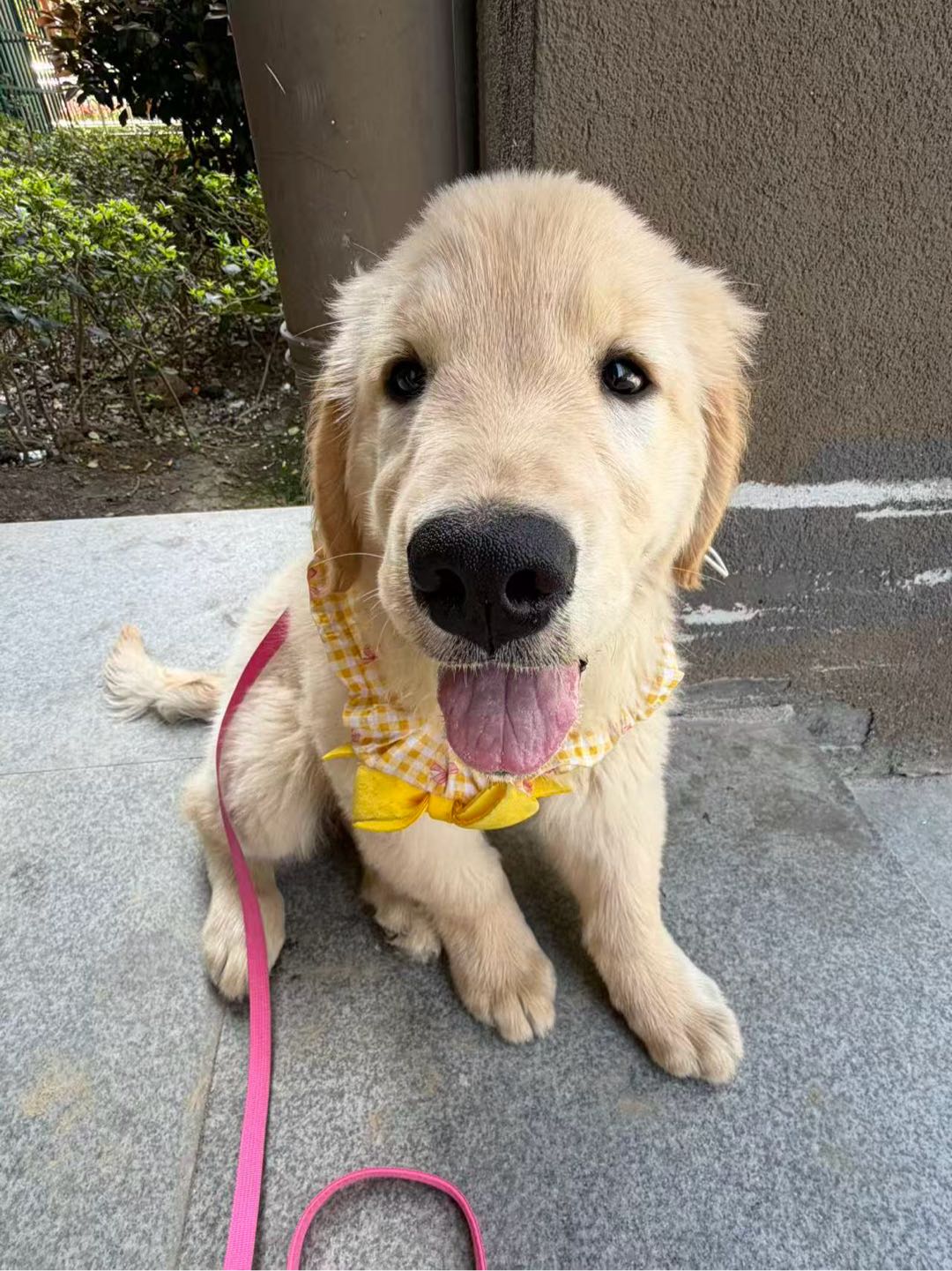 狗狗金毛犬