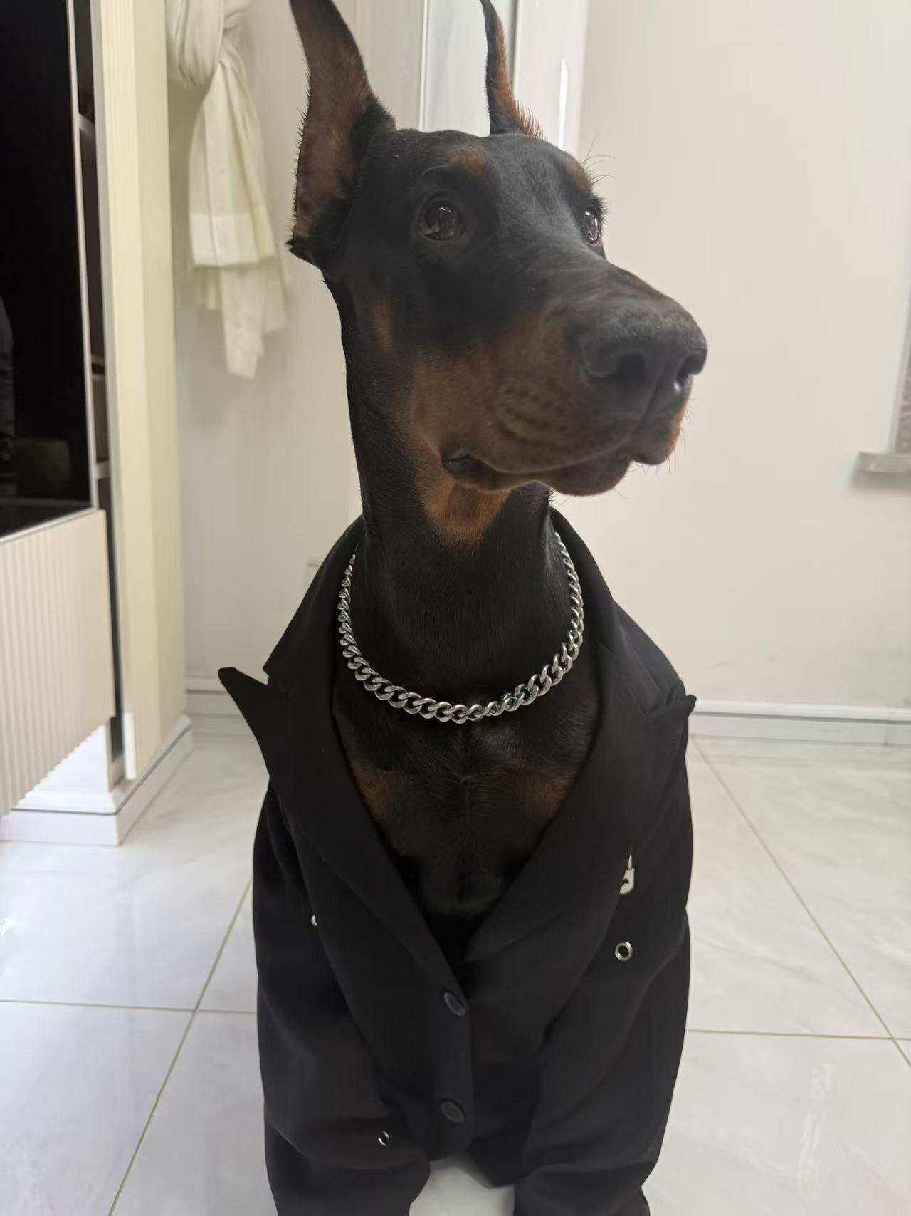 狗狗杜宾犬
