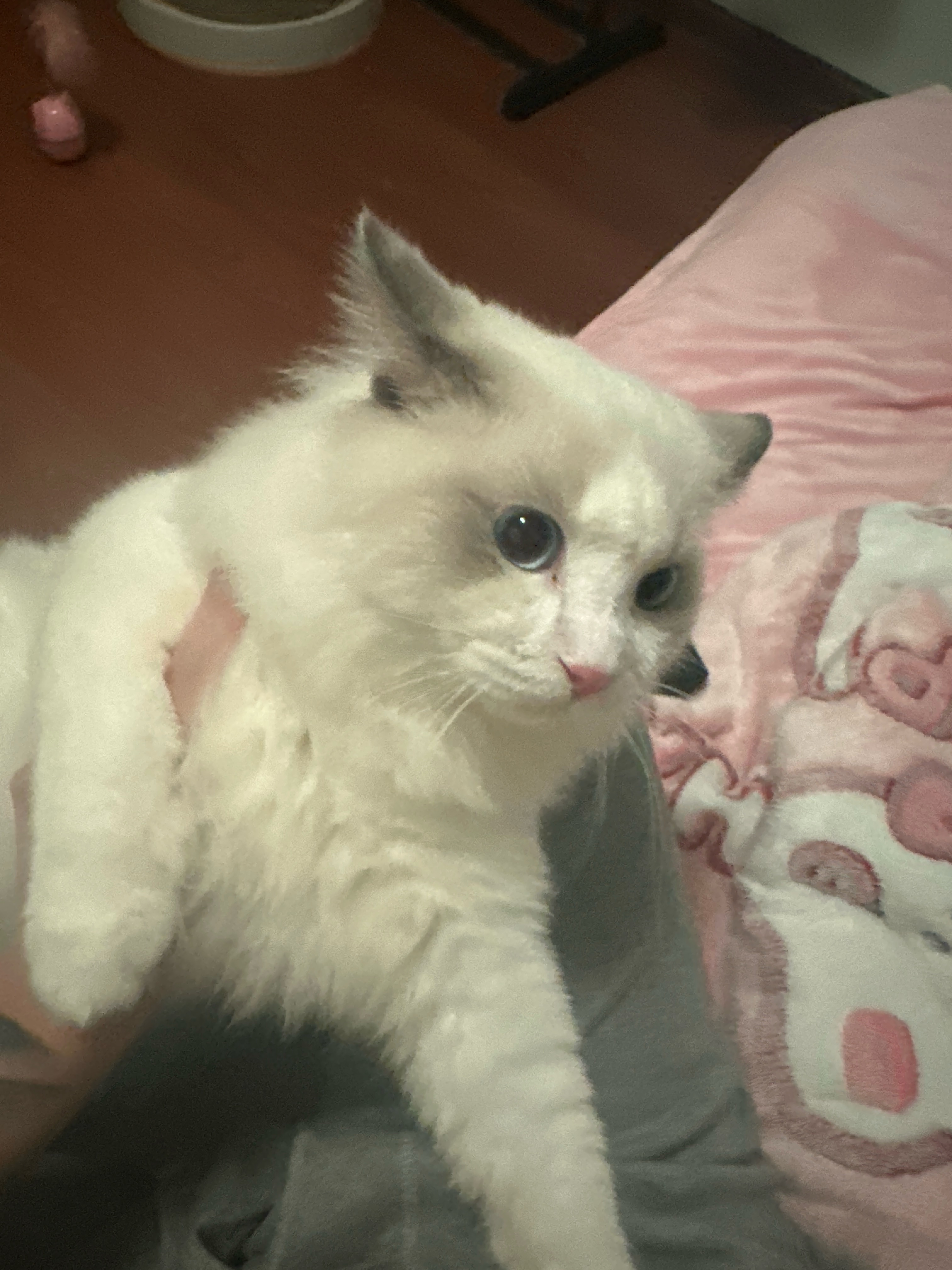 猫猫布偶猫