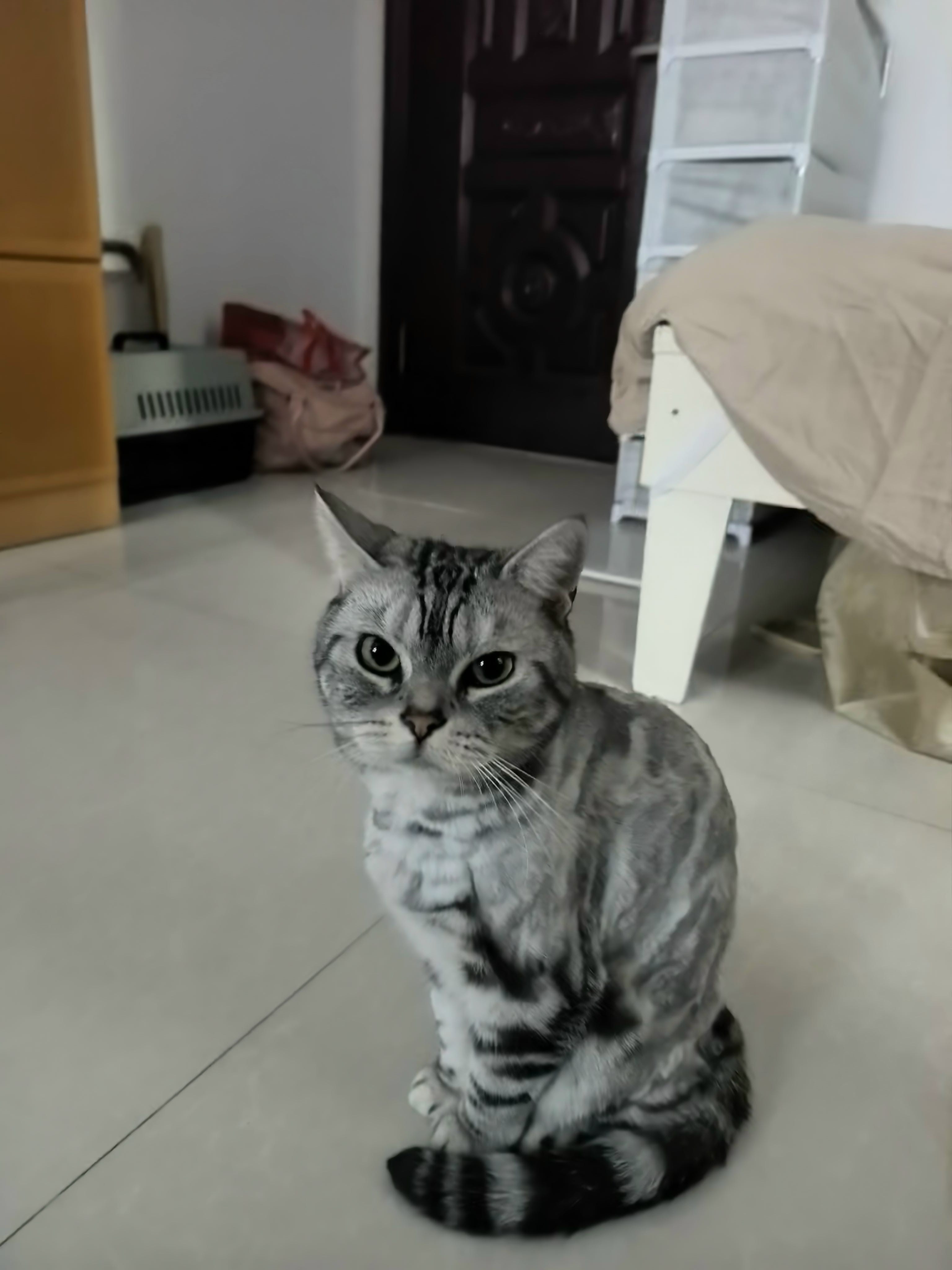 猫猫萌宠档案